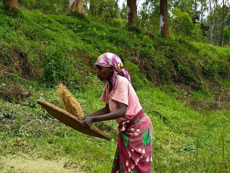 A woman sifts rice in Rwanda. Photo: IRRI