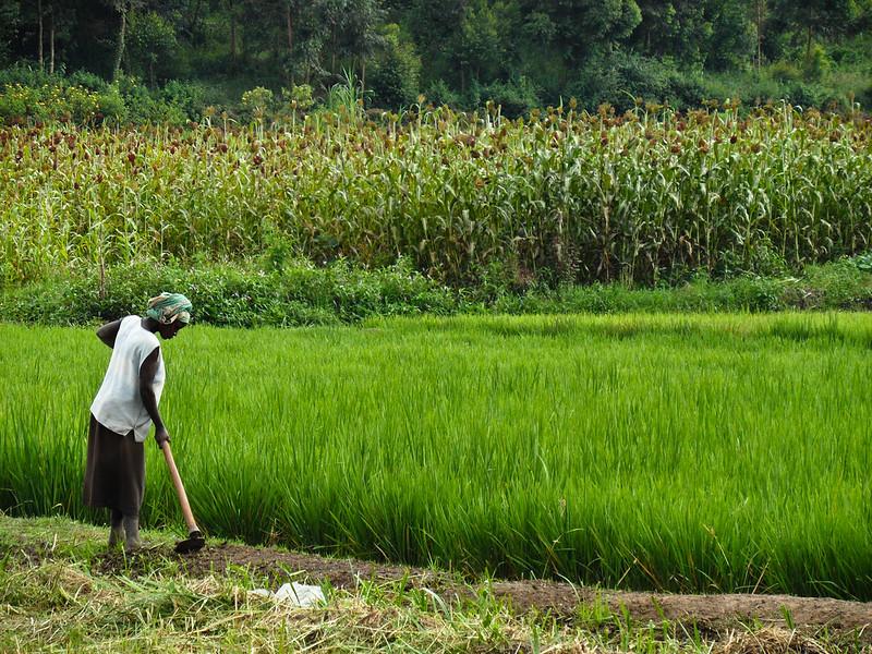 Rice farmer in Rwanda. Photo: IRRI