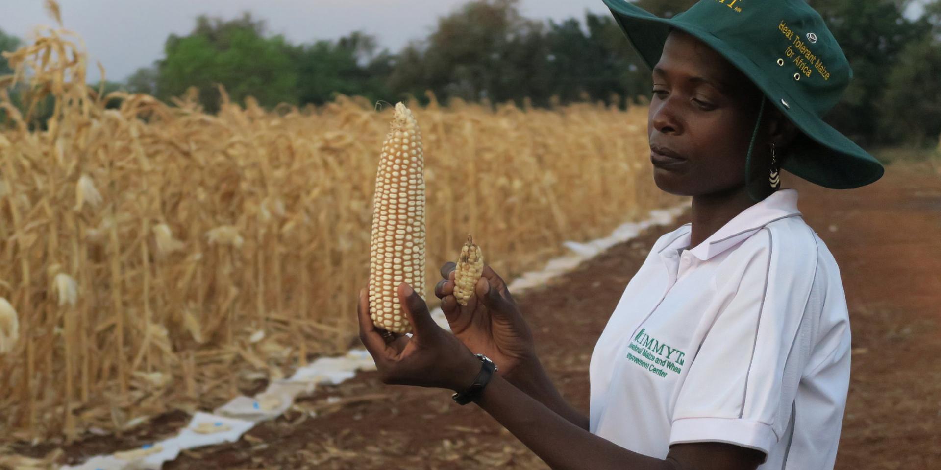 Woman in a maize field