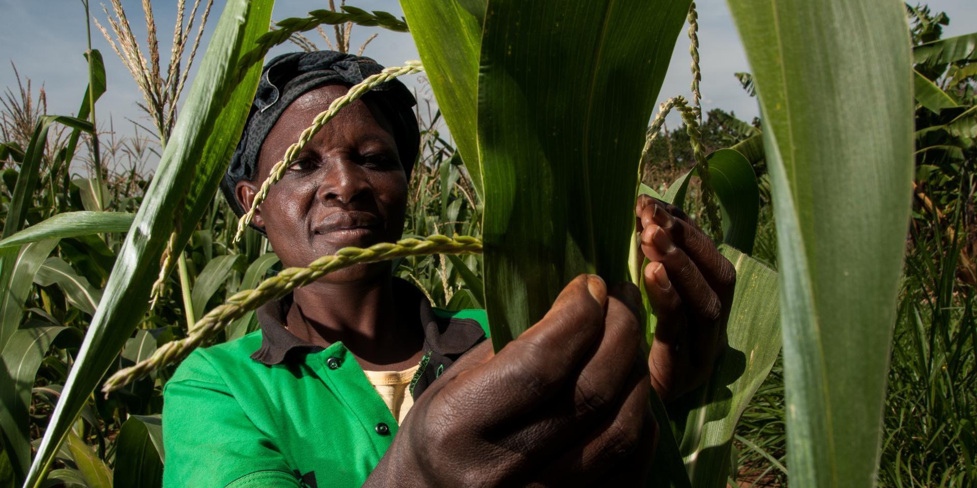 Man checking crops in a field