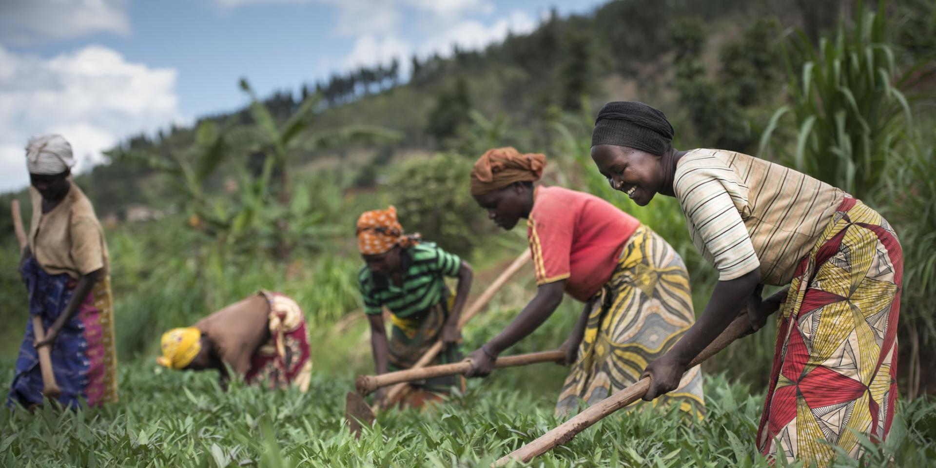 Women working crops in a field