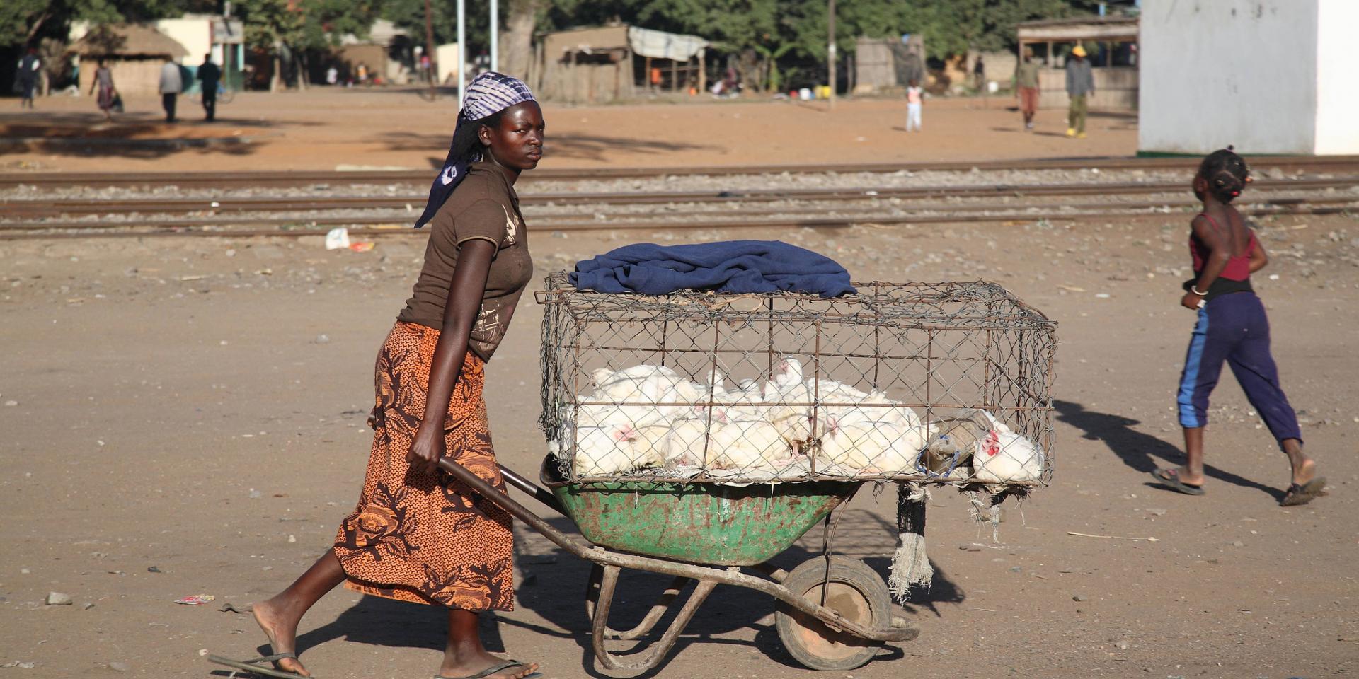 Woman carrying a chicken cage