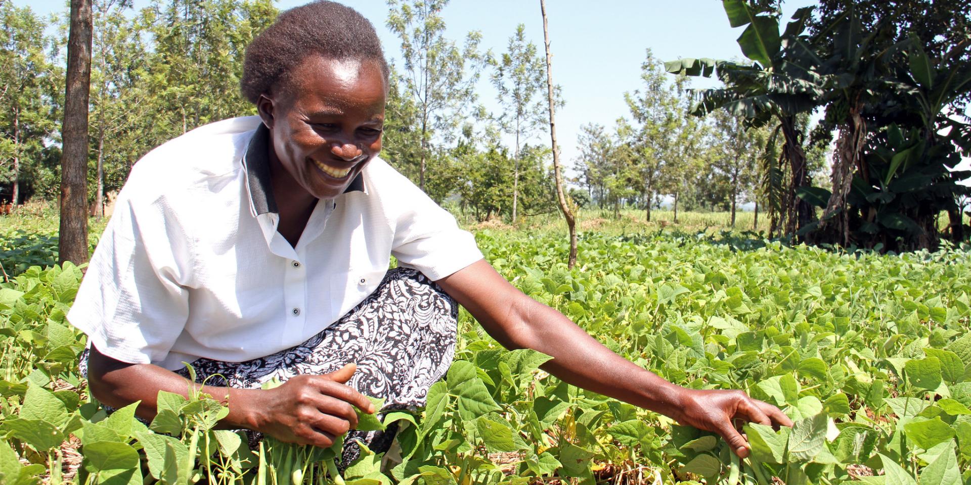 Improved beans in Kenya. Photo: The Alliance.