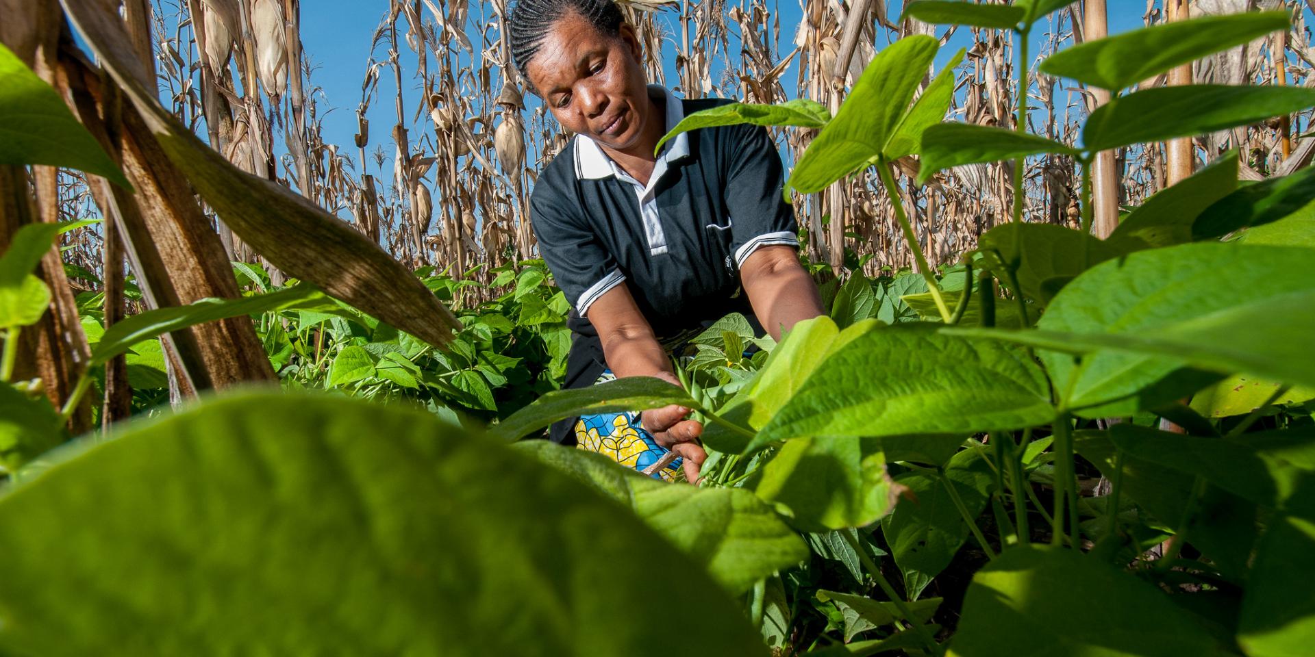 An an improved bean variety helps women and men farmers in Tanzania improve their lives. Photo: Georgina Smith/CIAT.