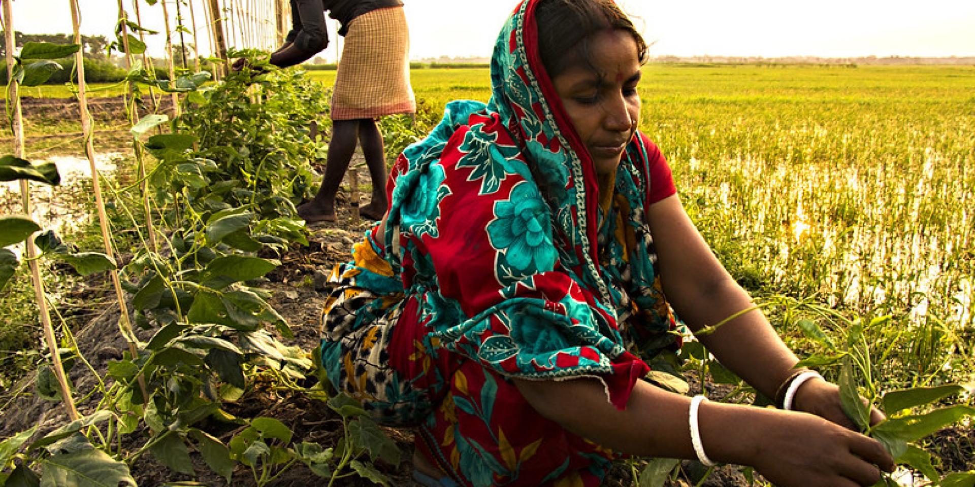 Farmers are taking care of vegetable they plan in their pond dike. Photo by AWM Anisuzzaman, Bangladesh.