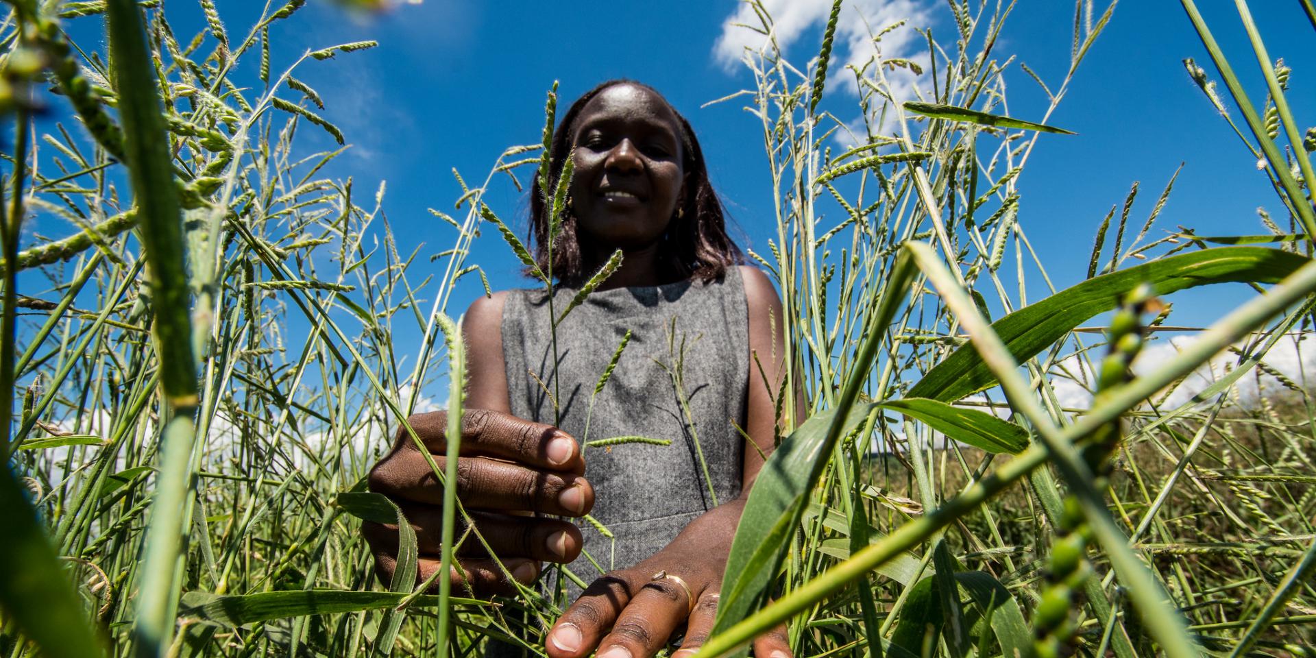 At the green 40-hectare Karama research station, Rwanda’s national forage genebank, Olive checks a healthy crop of Brachiaria hybrid. Photo: Georgina Smith/CIAT.