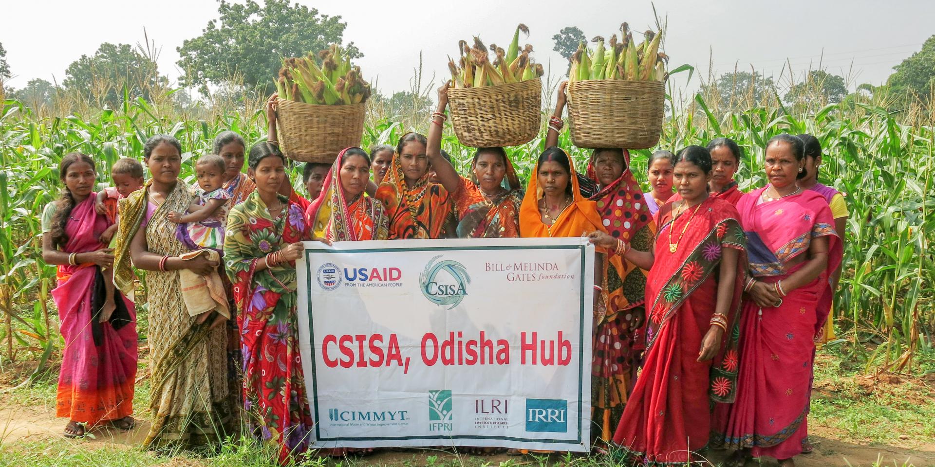 Women group farmers harvesting green cobs in Odisha Hub, CSISA, India, 2014. Photographer: CSISA/ Wasim Iftikar.