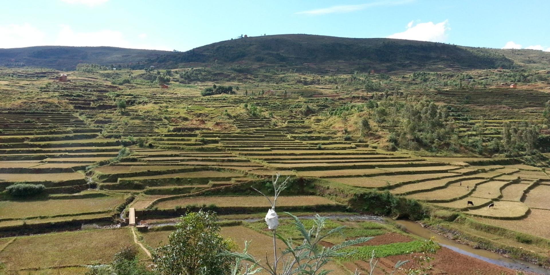 Rice farming in Madagascar. Photo: AfricaRice.