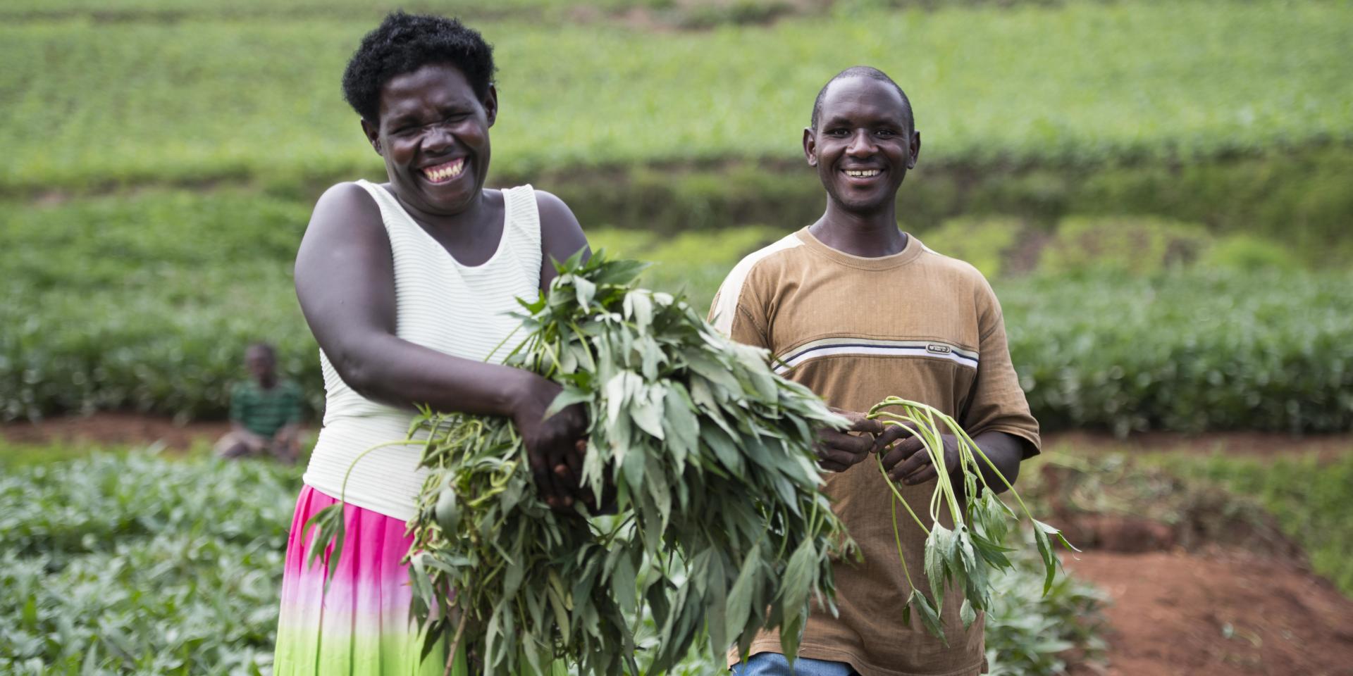 Jean Claude (R) is pictured selling some Kabode Orange Flesh Sweet Potato vines to a neighbour in rural Rwanda. Photo: CIP.
