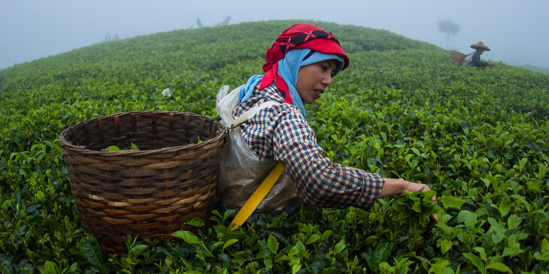 Tea picker in West Java. Photo: Aulia Erlangga/CIFOR.