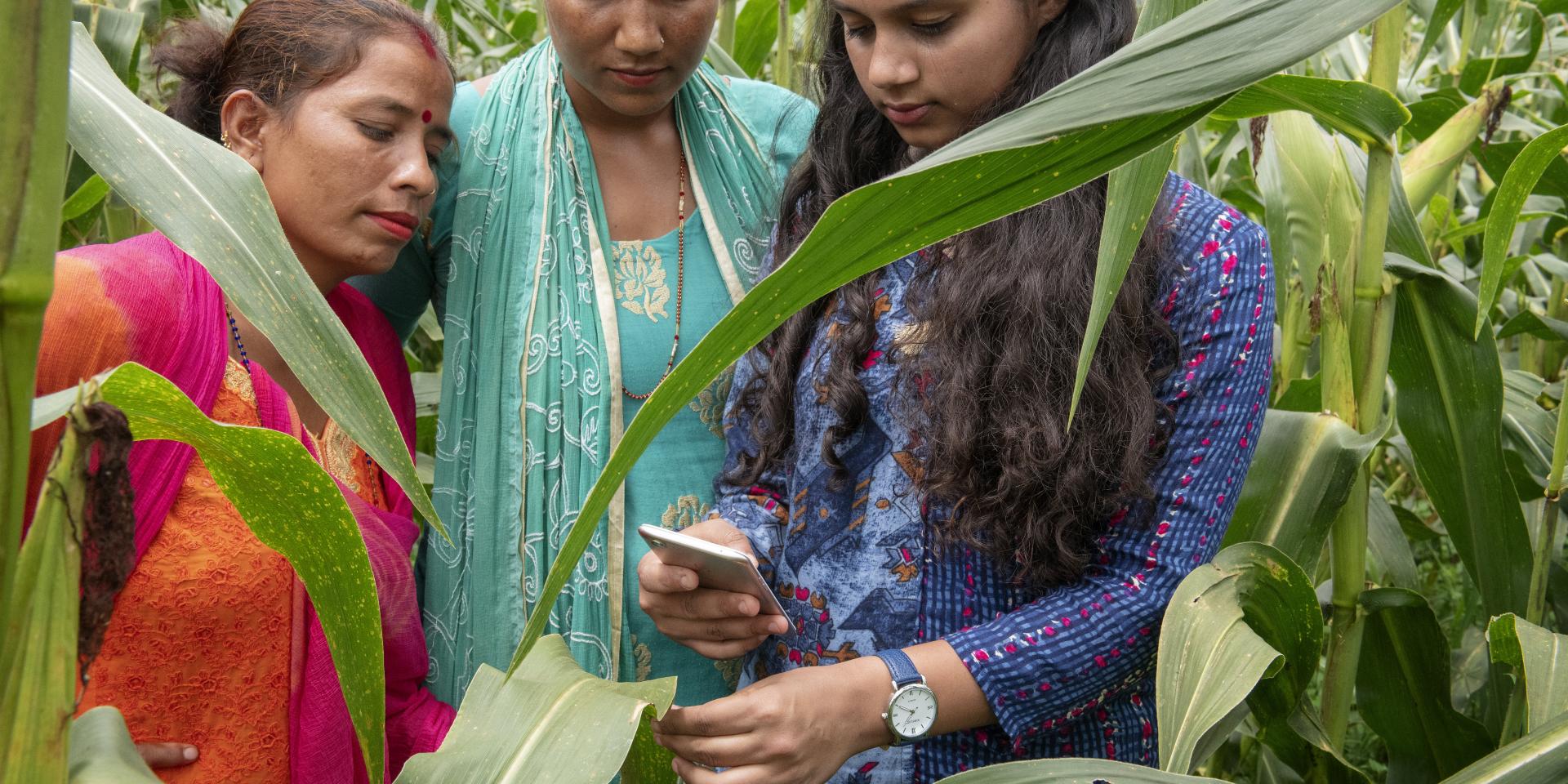 Farmers testing an app in the field in Nepal. Photo: C de Bode/CGIAR.