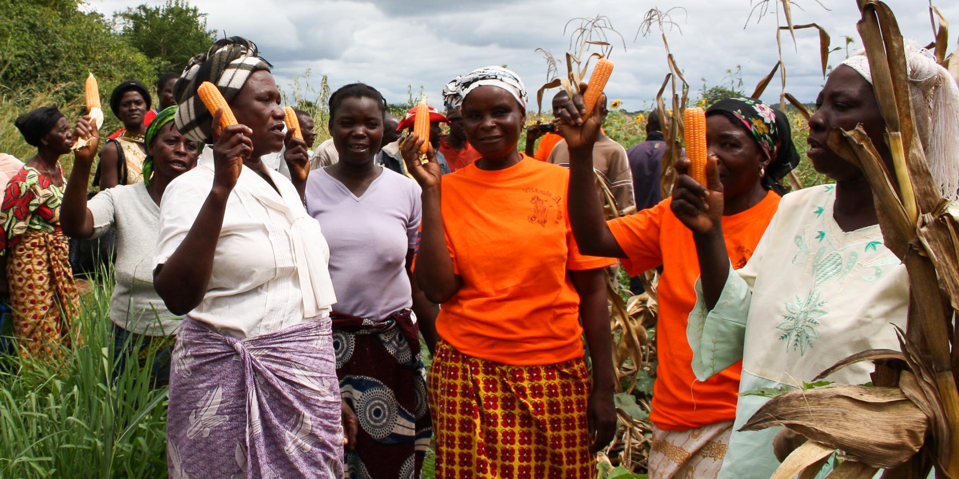 Women with Vitamin A maize in Zambia. Photo: HarvestPlus.