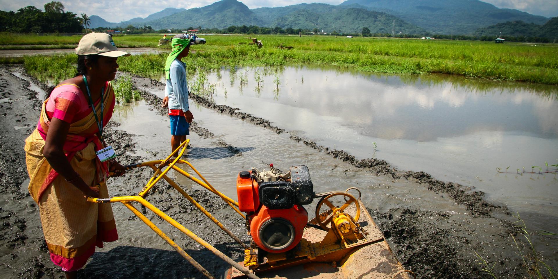 A woman farmer in India. Photo: IRRI.