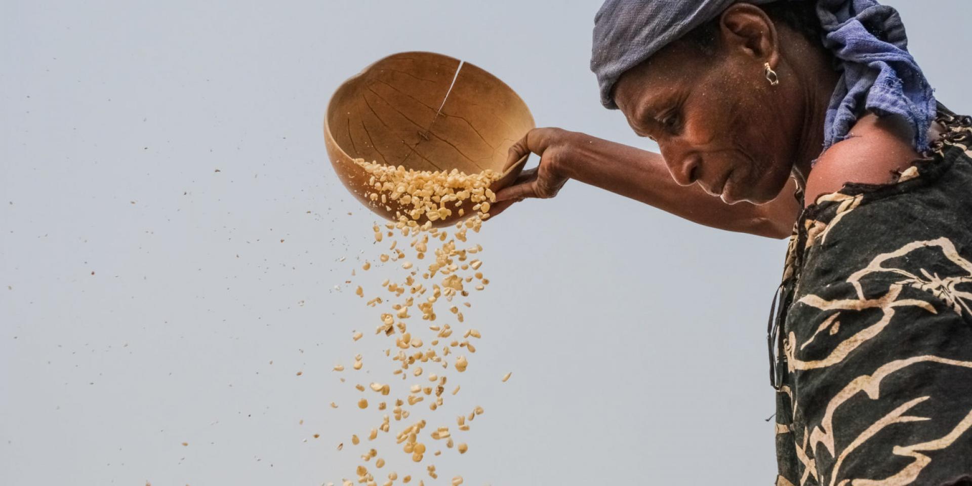 Woman cleaning maize in Gwenia, Kassena Nankana District in Ghana. Photo: Axel Fassio/CIFOR.