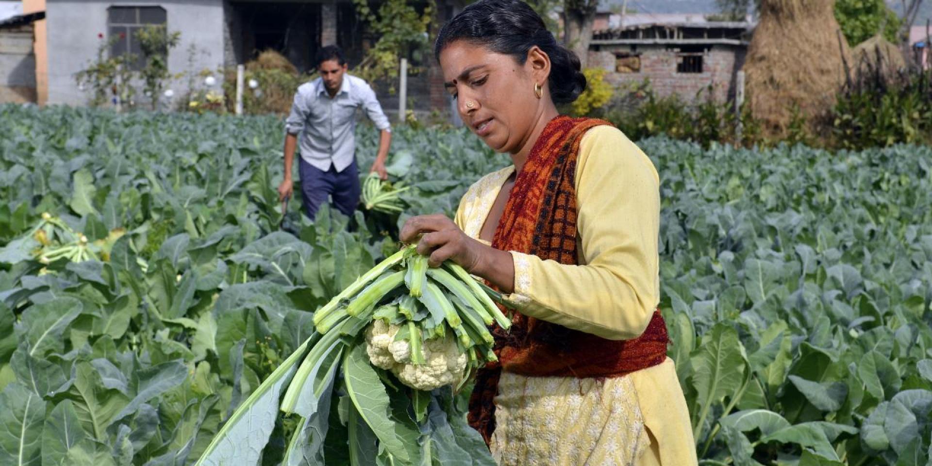 Vegetable farming