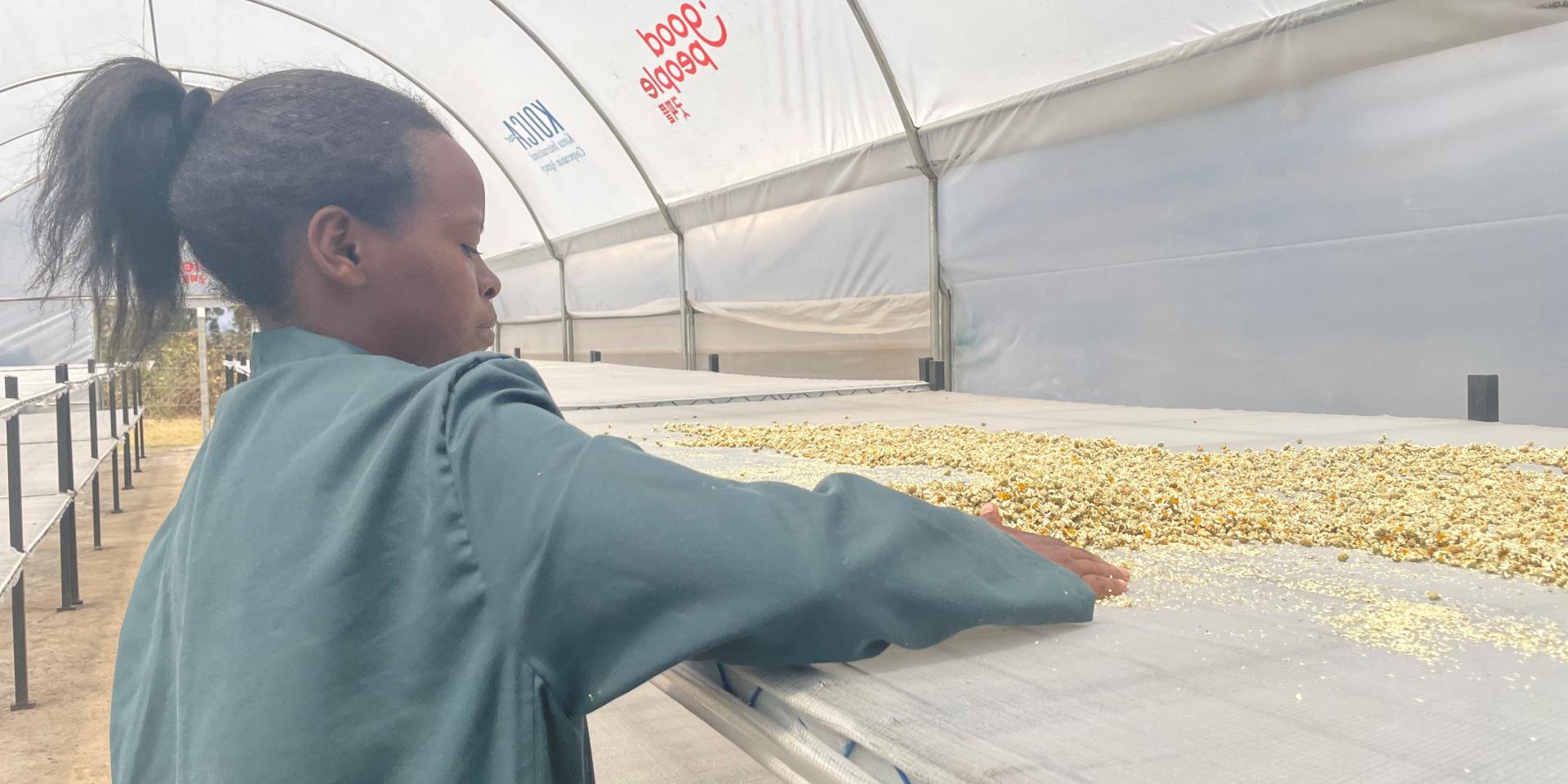 Photo of a woman spreading pyrethrum on the dryers. 