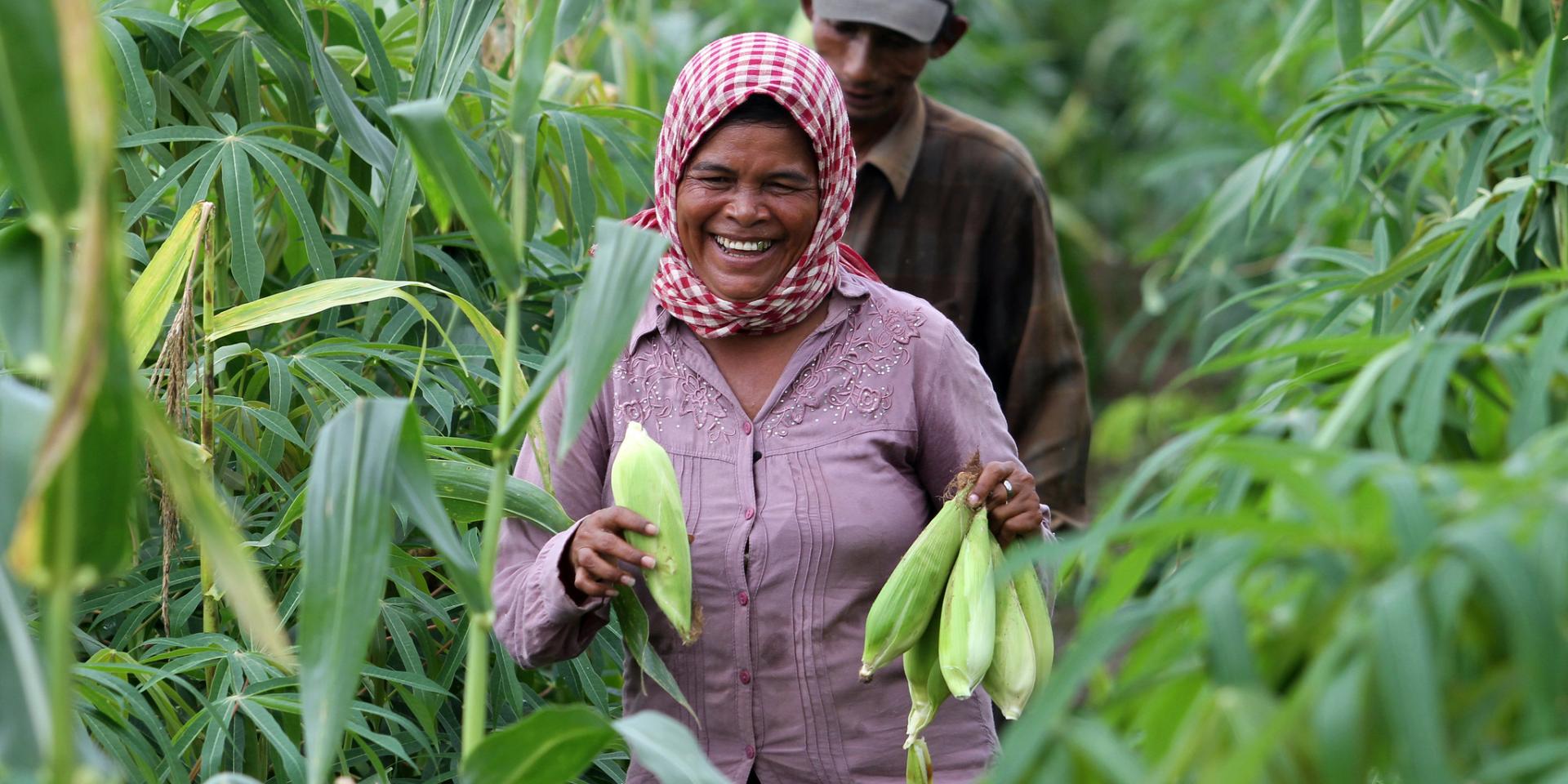 Thoeun harvests corn from her farm in Cambodia. 