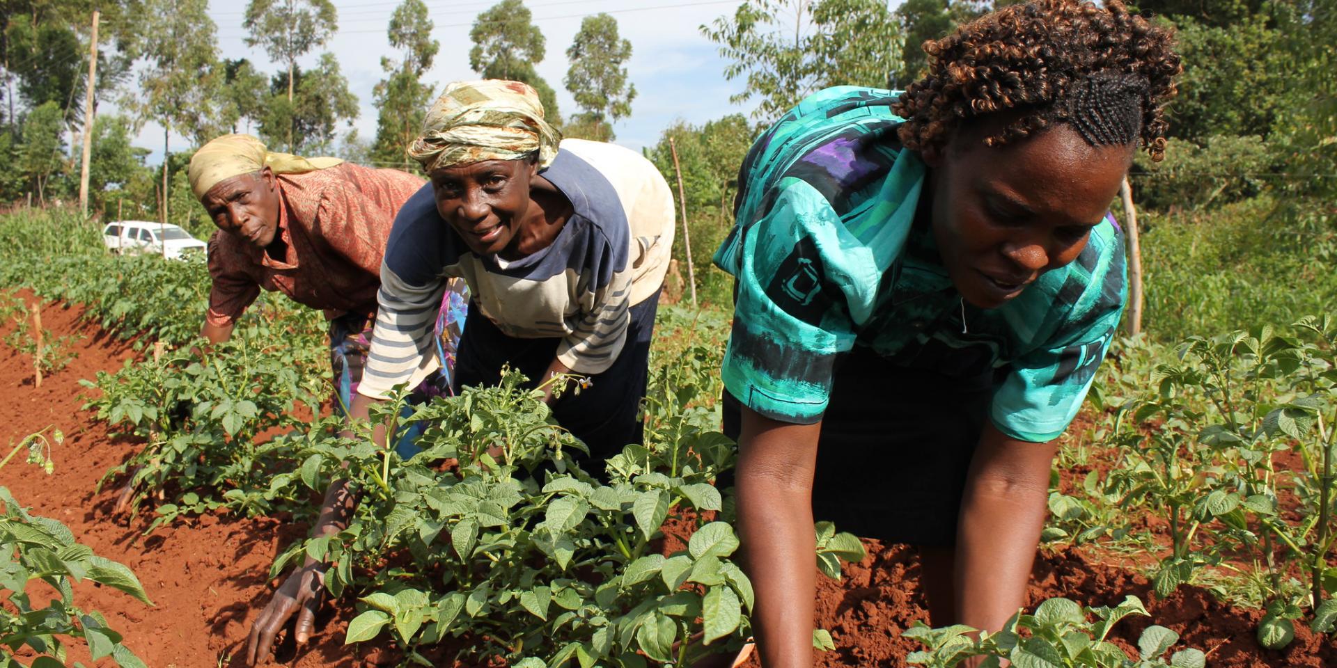 Women in agribusiness