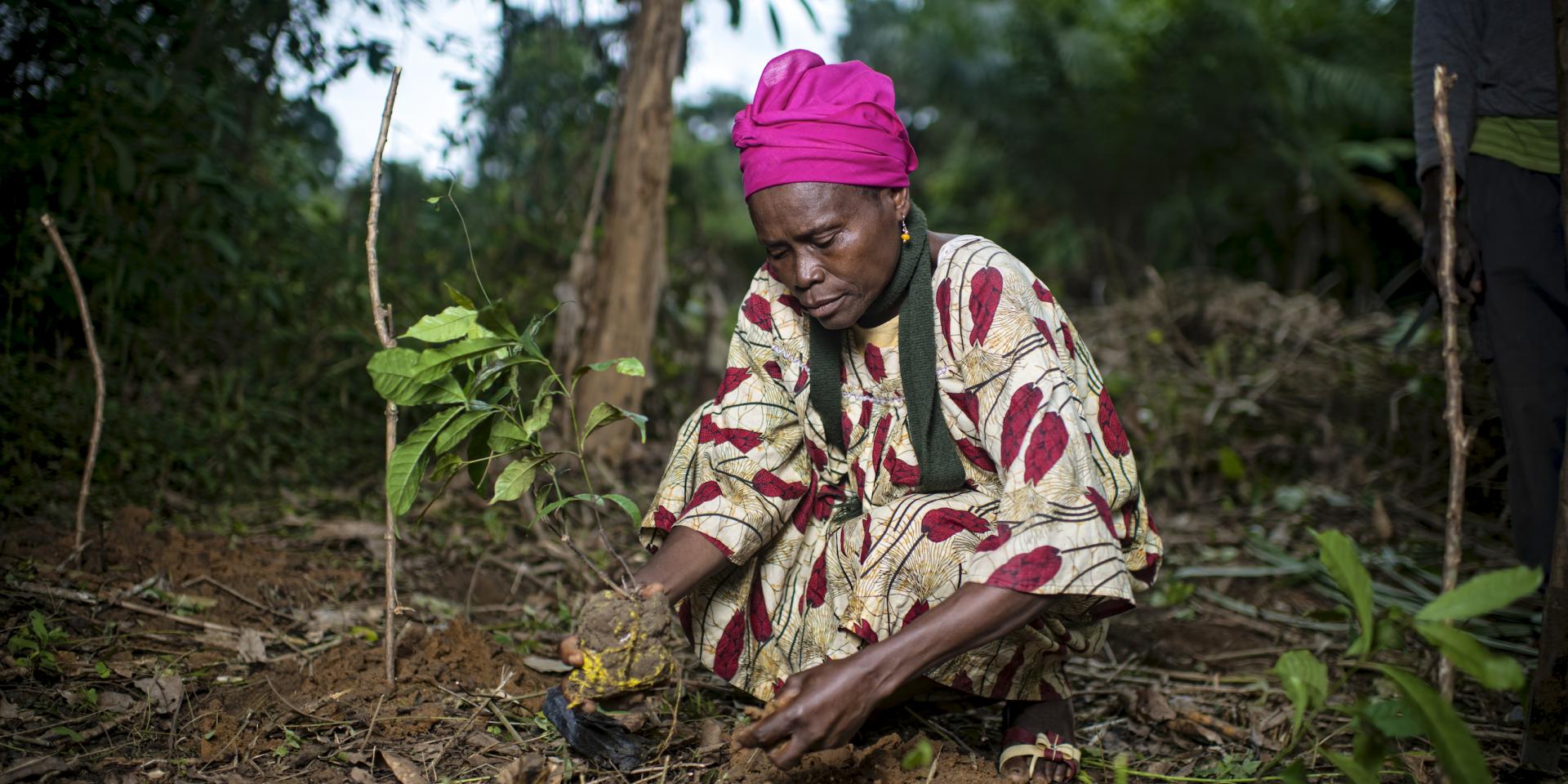 Ugwono Pauline, Planting Gnetum (okok) - Village of Minwoho Center, Ewodioula Region, Lekie Province, Cameroon
