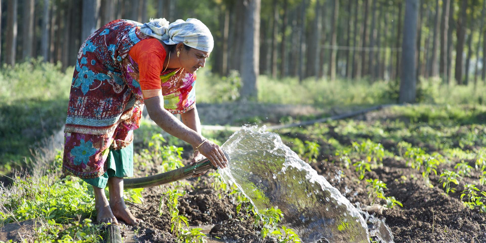 India - female farmer irrigates crops