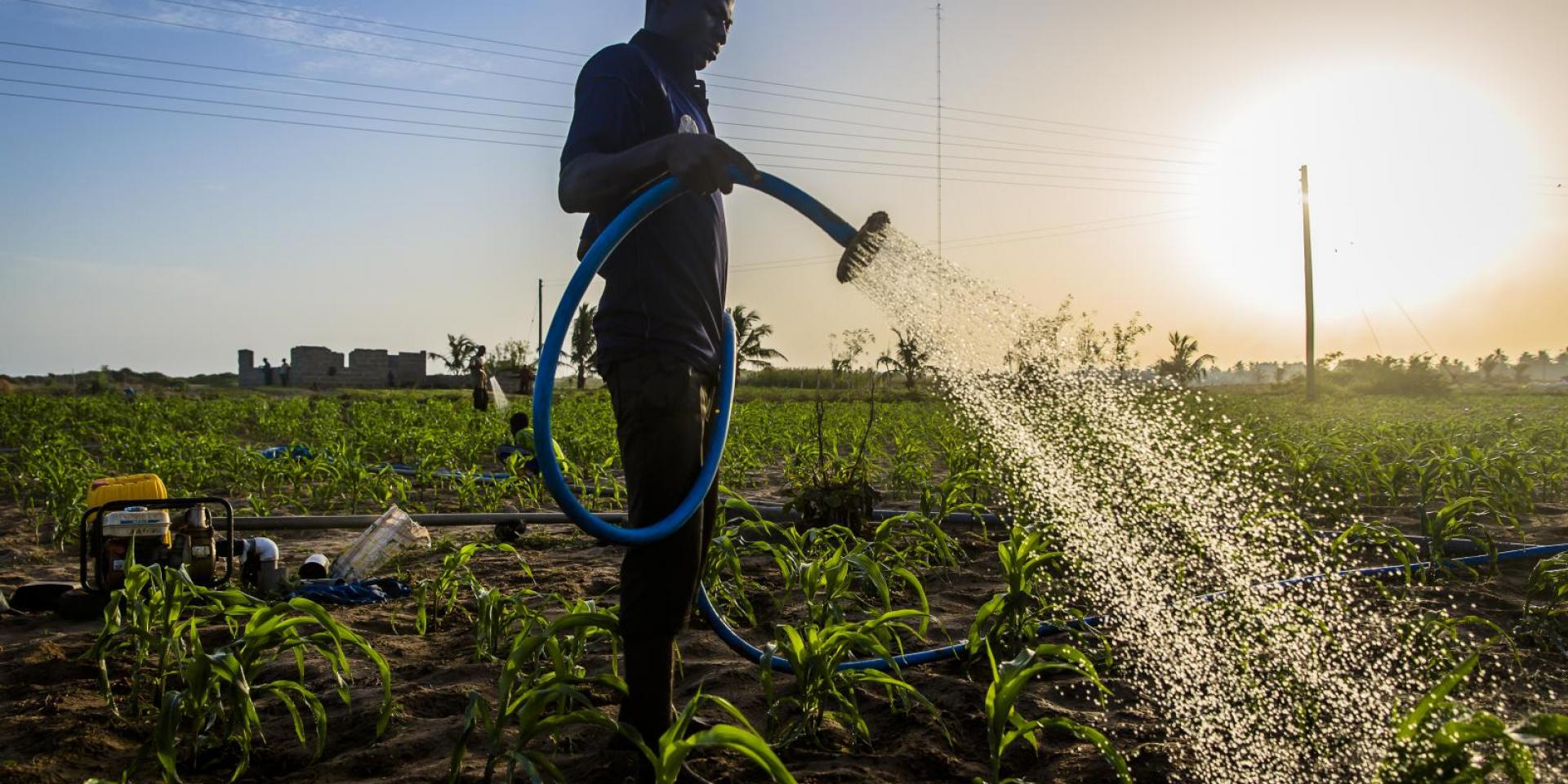 Farmer watering cops in the evening