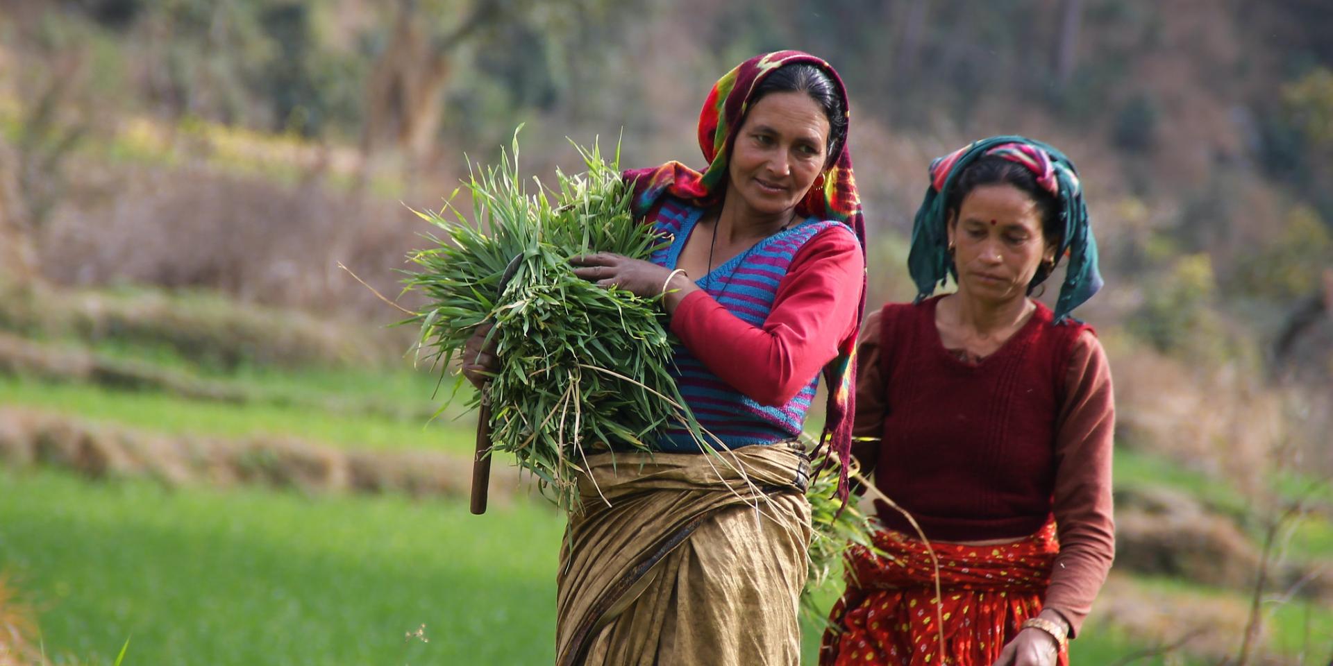 Harvesting green fodder from dual-purpose wheat, Uttarakhand, India