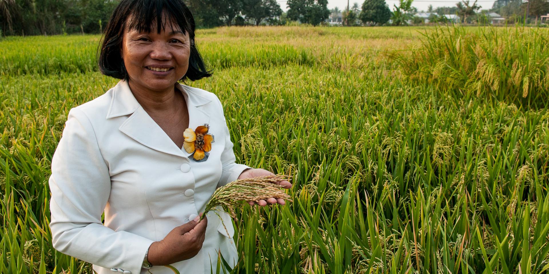 Rice in Vietnam