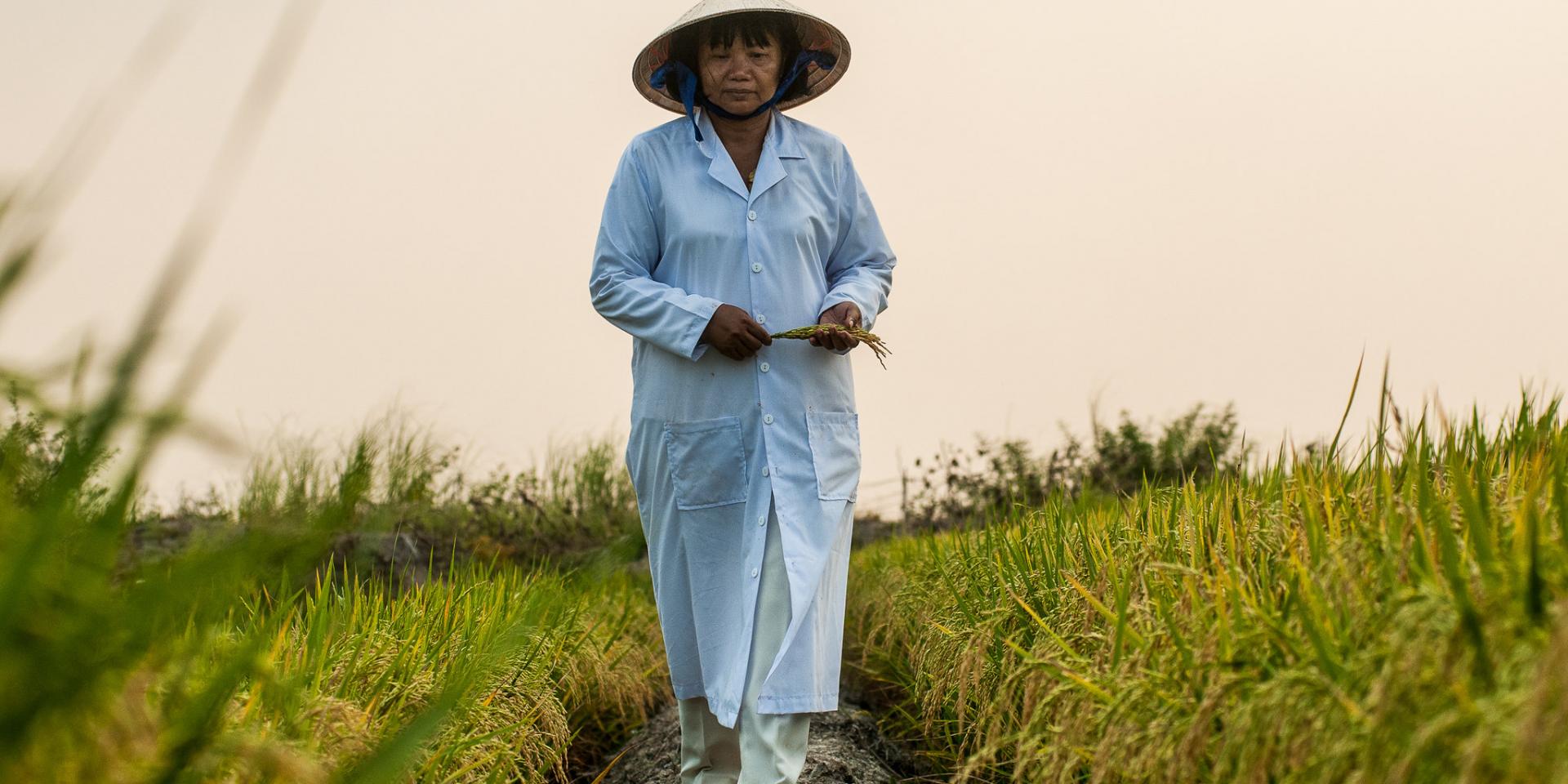 Testing rice varieties, Vietnam