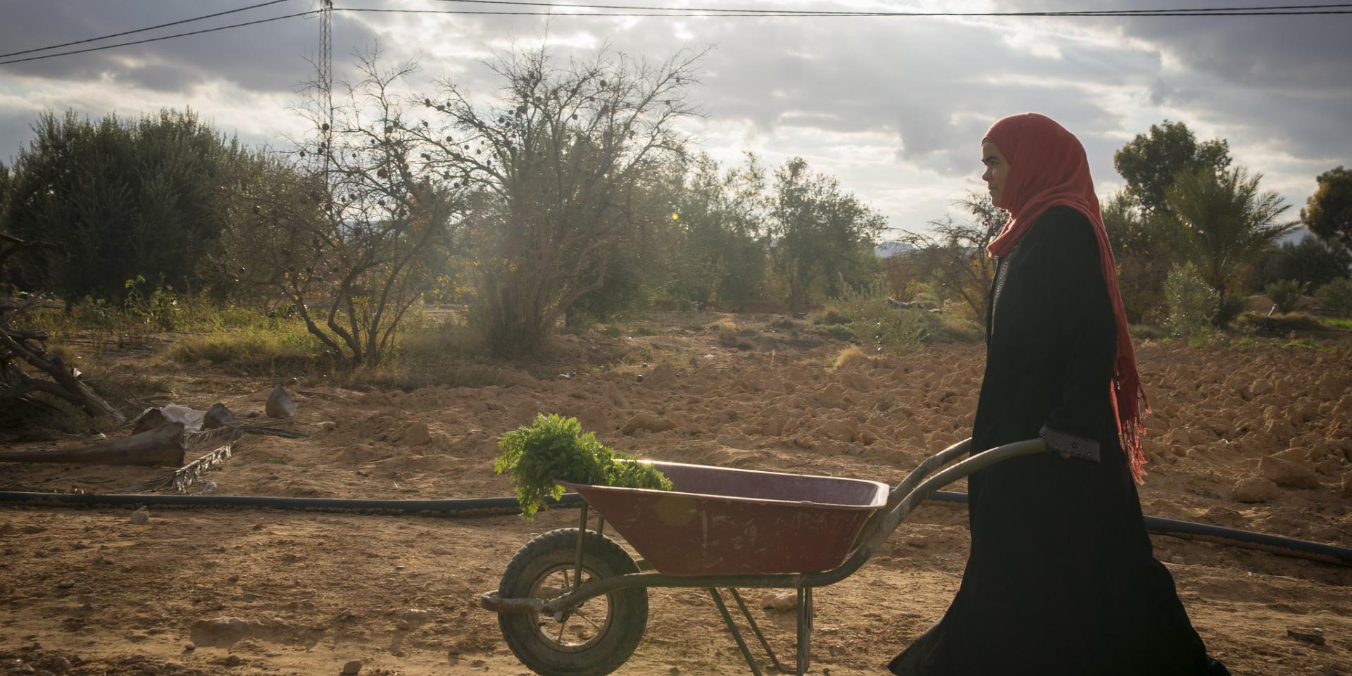 Building resilience for smallholder farmers in marginal drylands - Tunisia