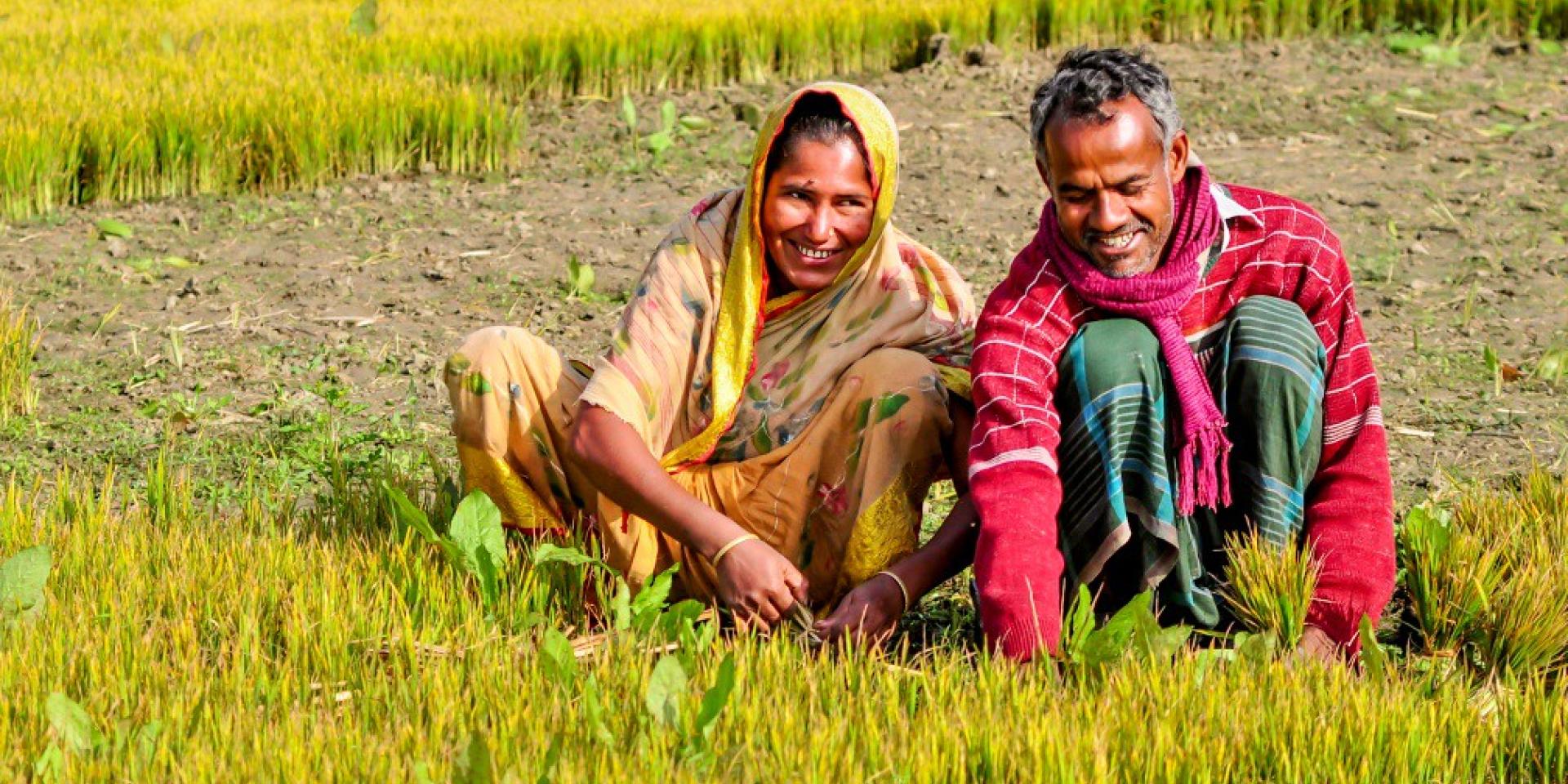 Woman and man farmer in their rice field