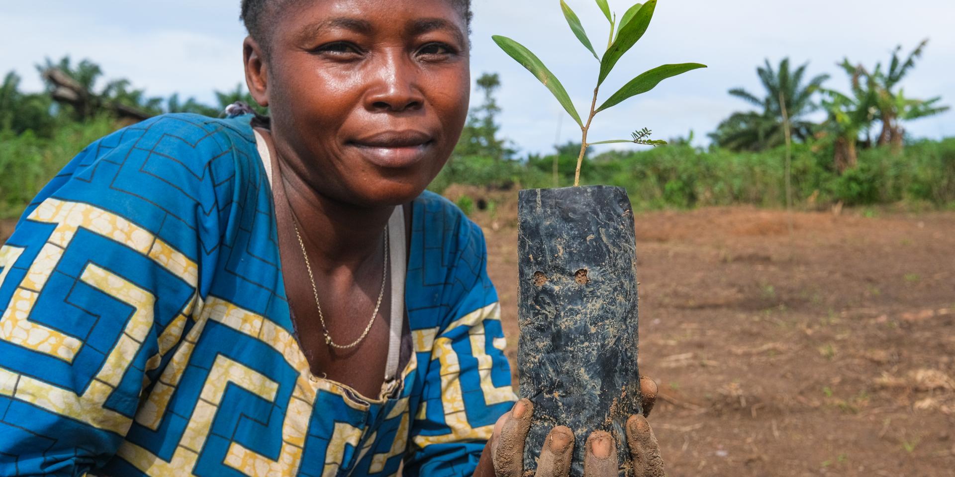 A woman holds an acacia seedling at a plantation in DRC