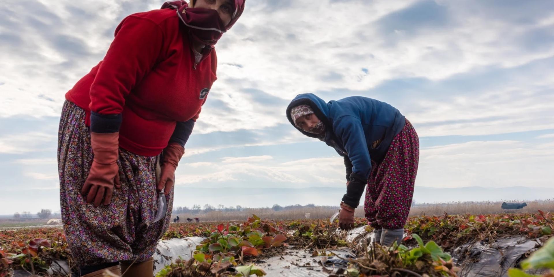 Two women farmers working in the field