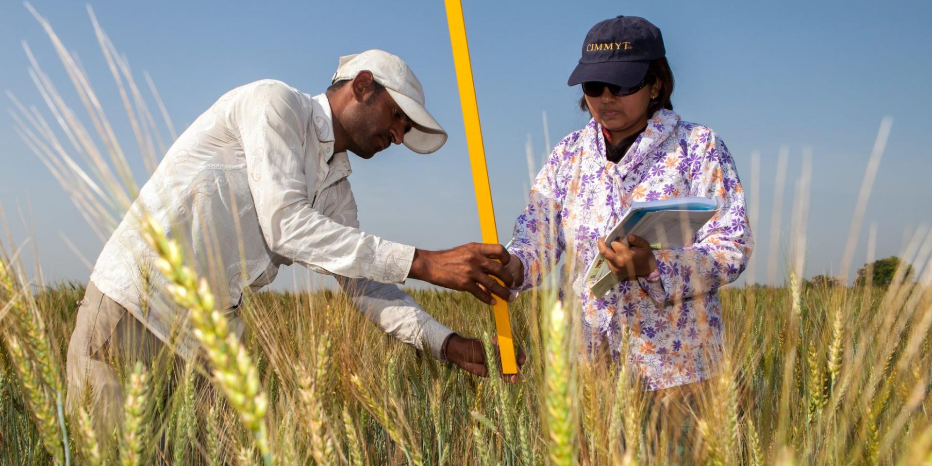 CIMMYT’s women in science are shaping the future of agriculture. (Photo: CIMMYT)