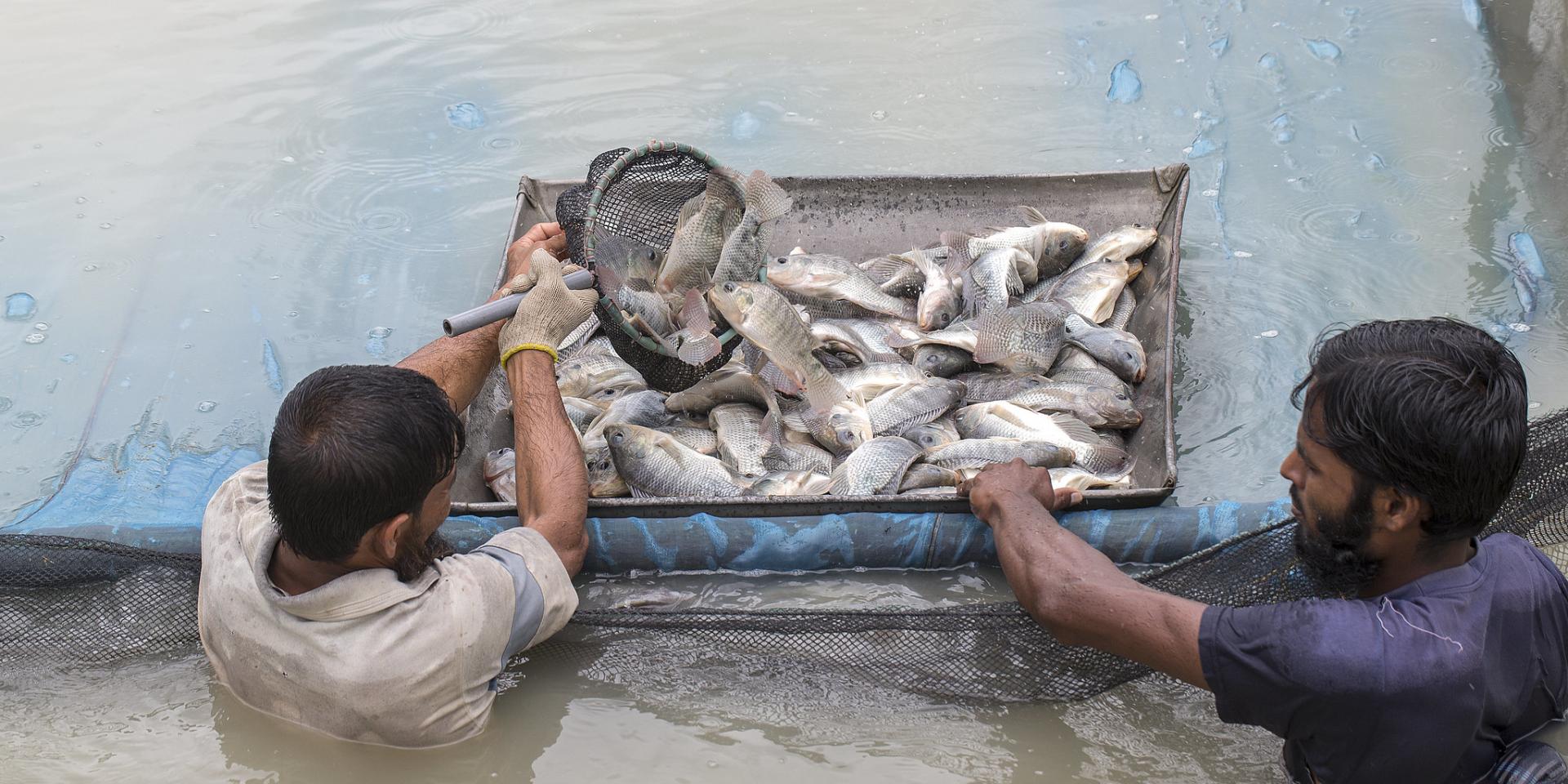 Farmers harvesting tilapia in Jessore, Bangladesh.