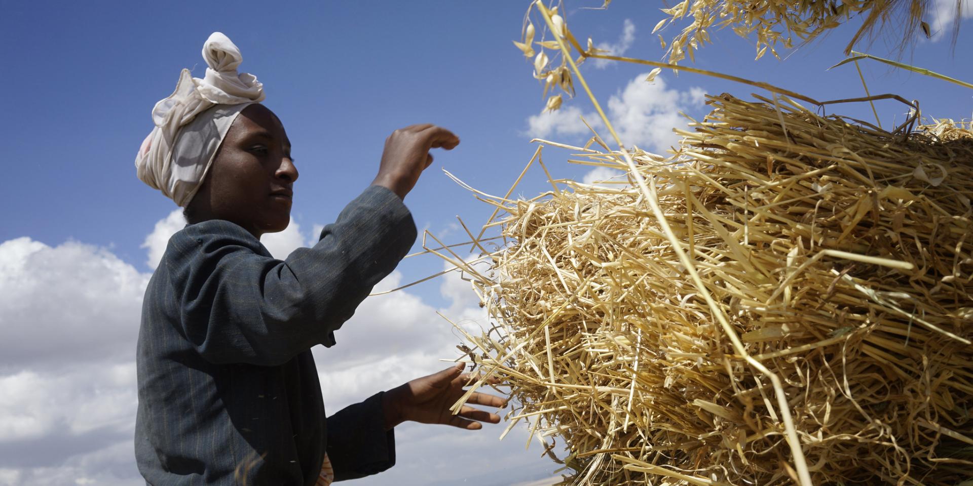 Woman stacking harvested wheat