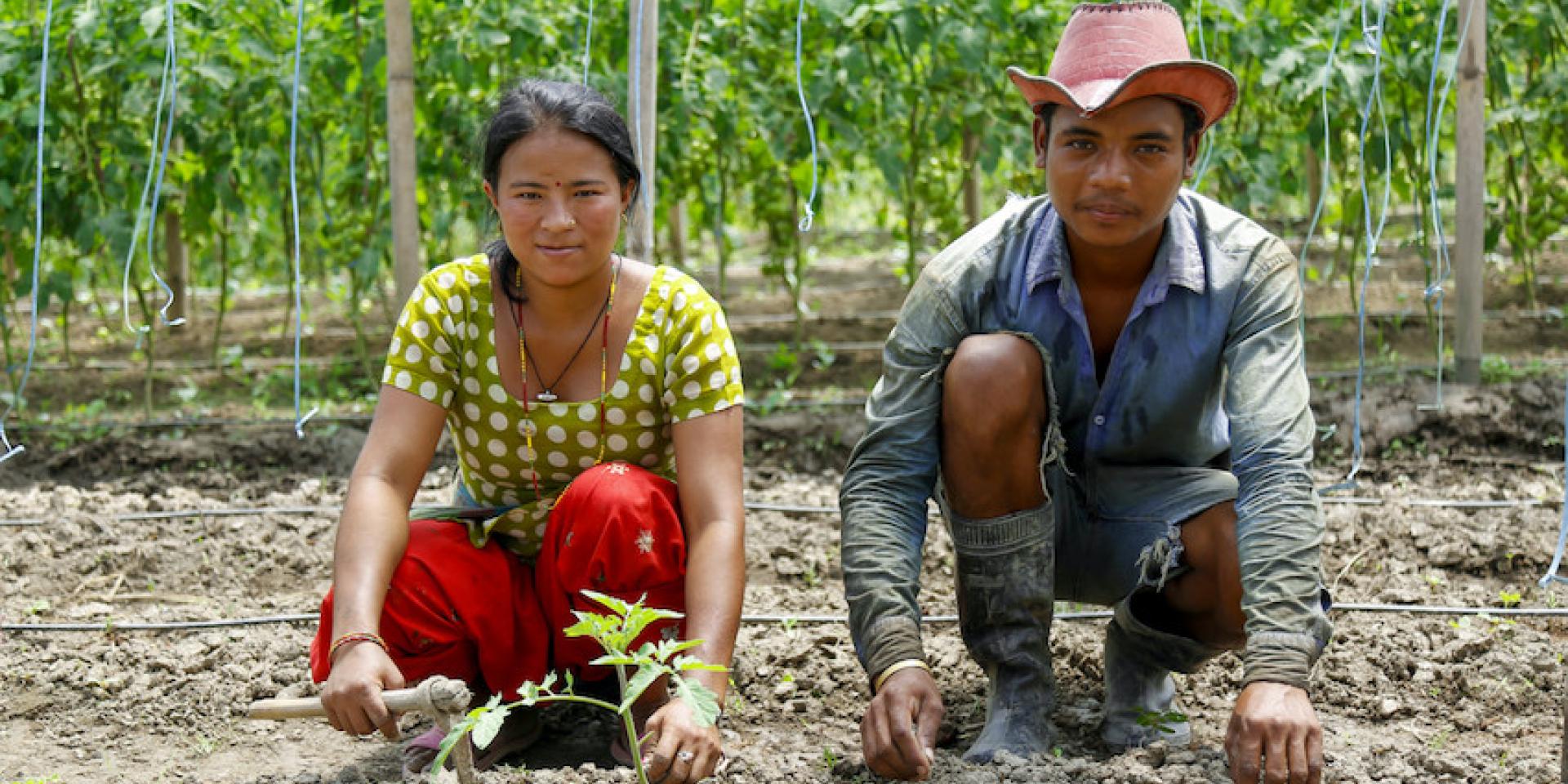 A couple working together in the farm field. Photo by Sharad Maharjan /  IWMI