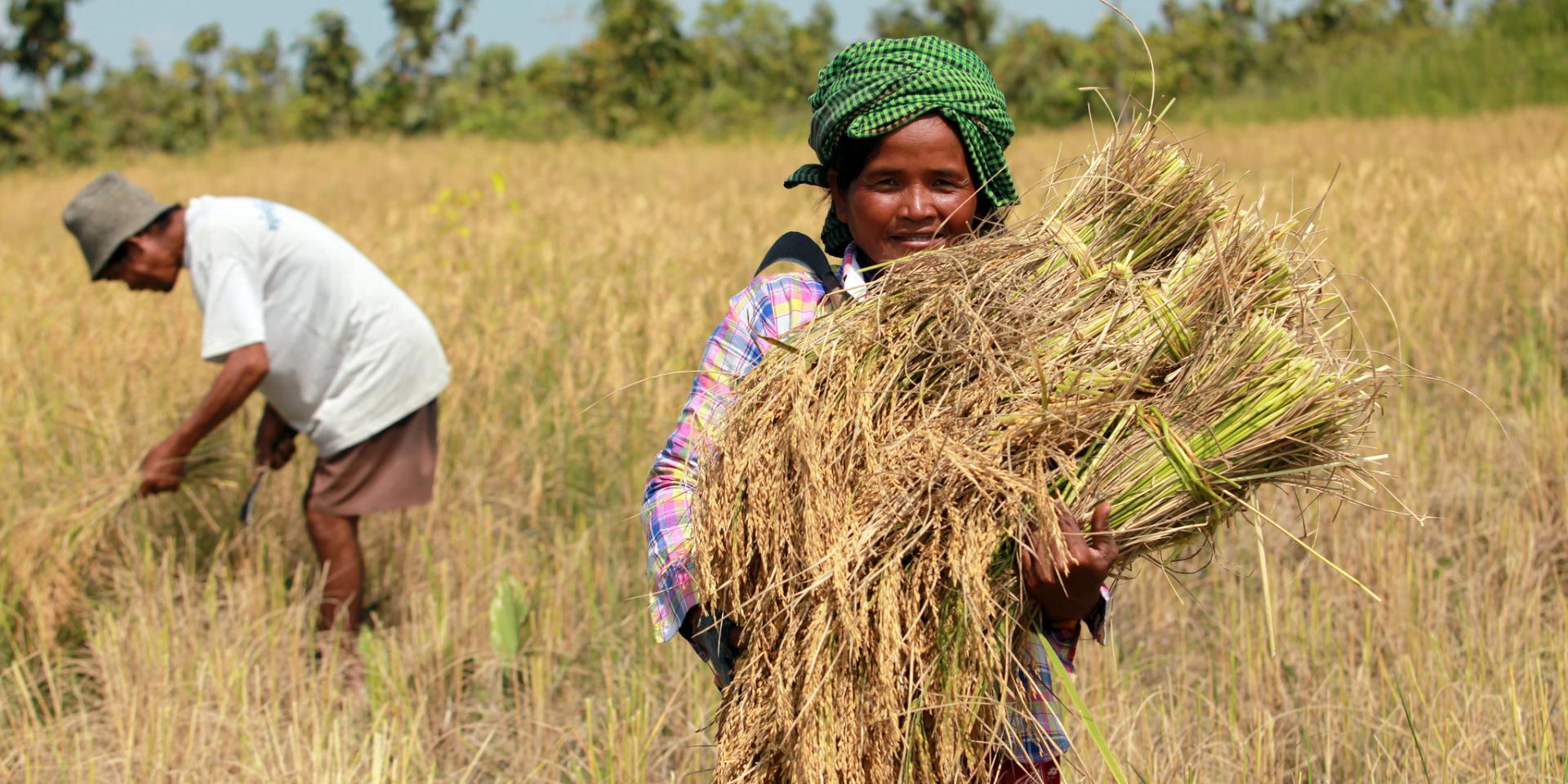 A Cambodian farmer Men Leng, 40, gets her first harvest with her husband, Rethy Chey 54, in Prey Thom village