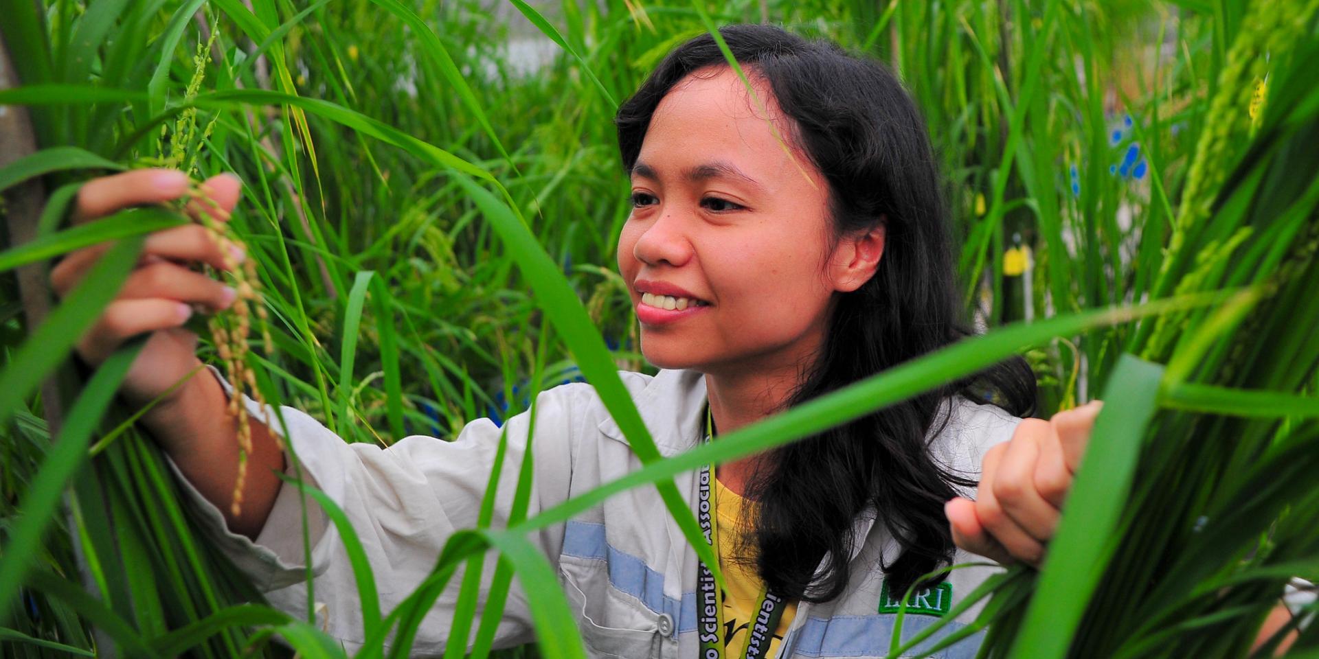 Photo of researcher in rice field