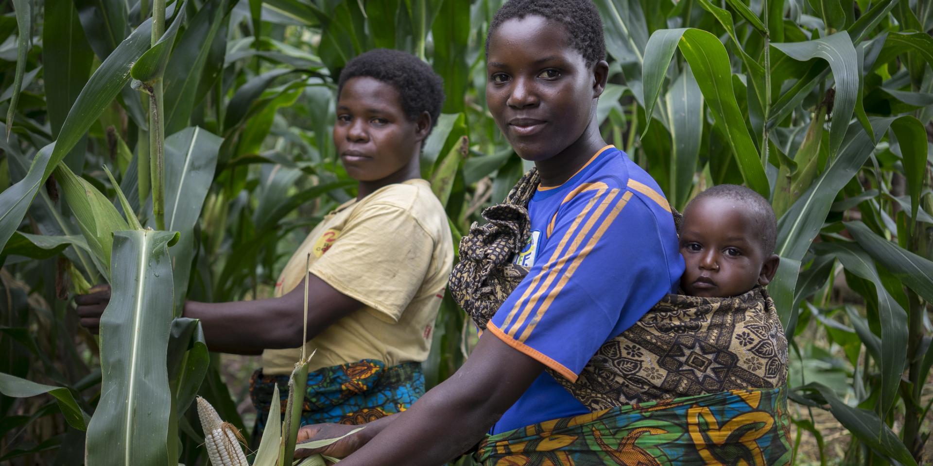 Maize farmers