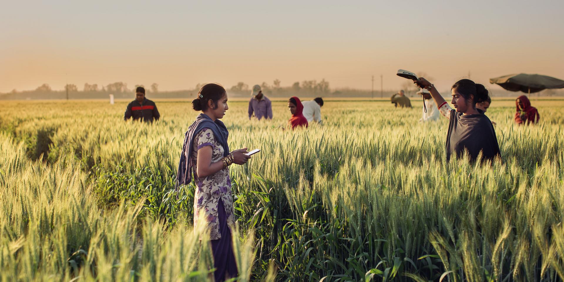 Transforming wheat research in South Asia through digital agriculture tools Field assistants are taking spectral reflectance measurements on wheat plants at Borlaug Institute for South Asia. The research is a part of the USAID Feed the Future initiative to develop stress resilient and high yielding wheat cultivars for South Asia. Kansas State University researchers are assisting research partners in South Asia in the adoption of new digital agriculture tools.     Name of Photographer: Daljit Singh