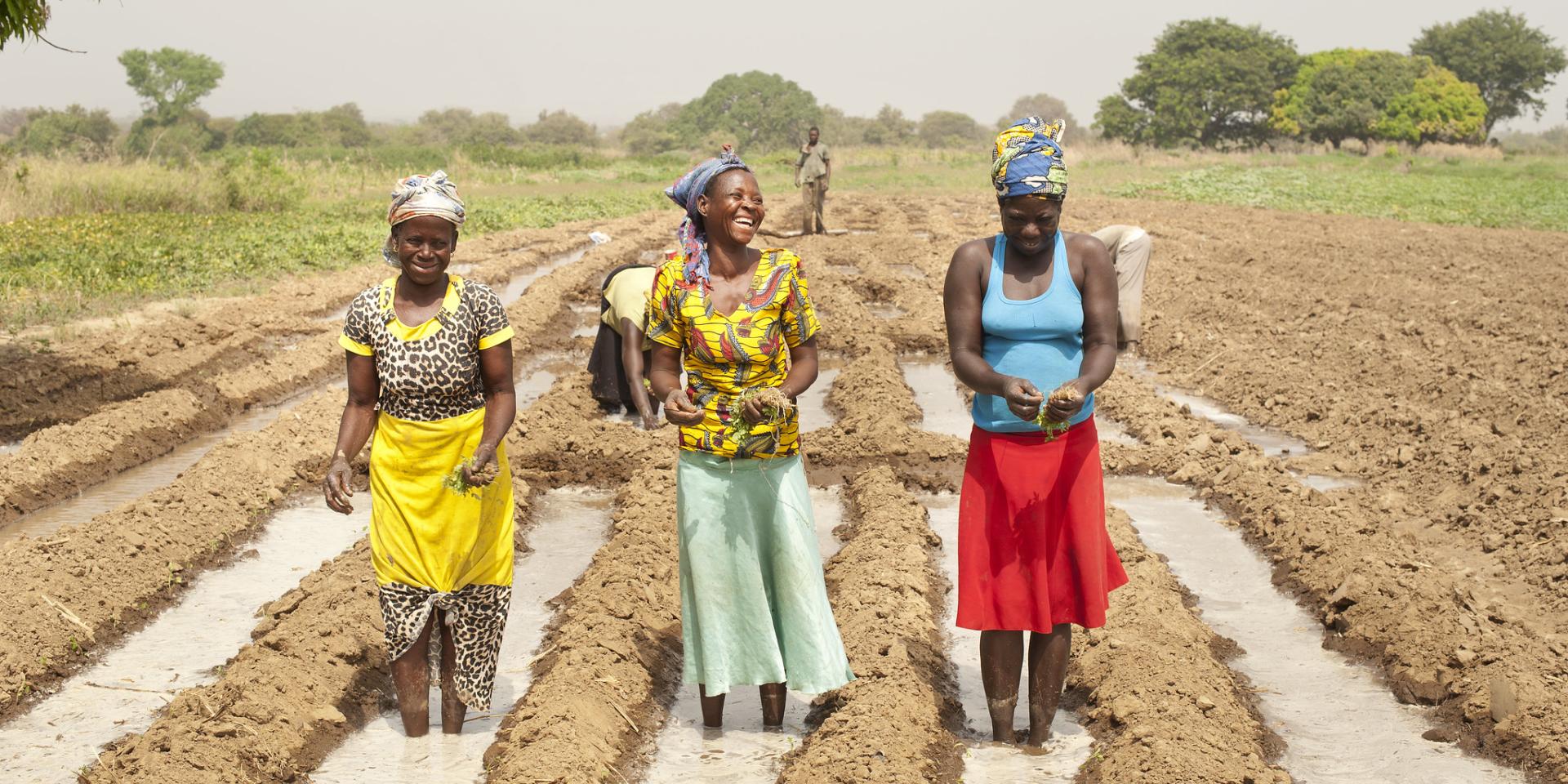 Women transplanting tomatoes at a farm located in the Upper East Region in Navrongo, Ghana. Photo credit: Hamish John Appleby / IWMI