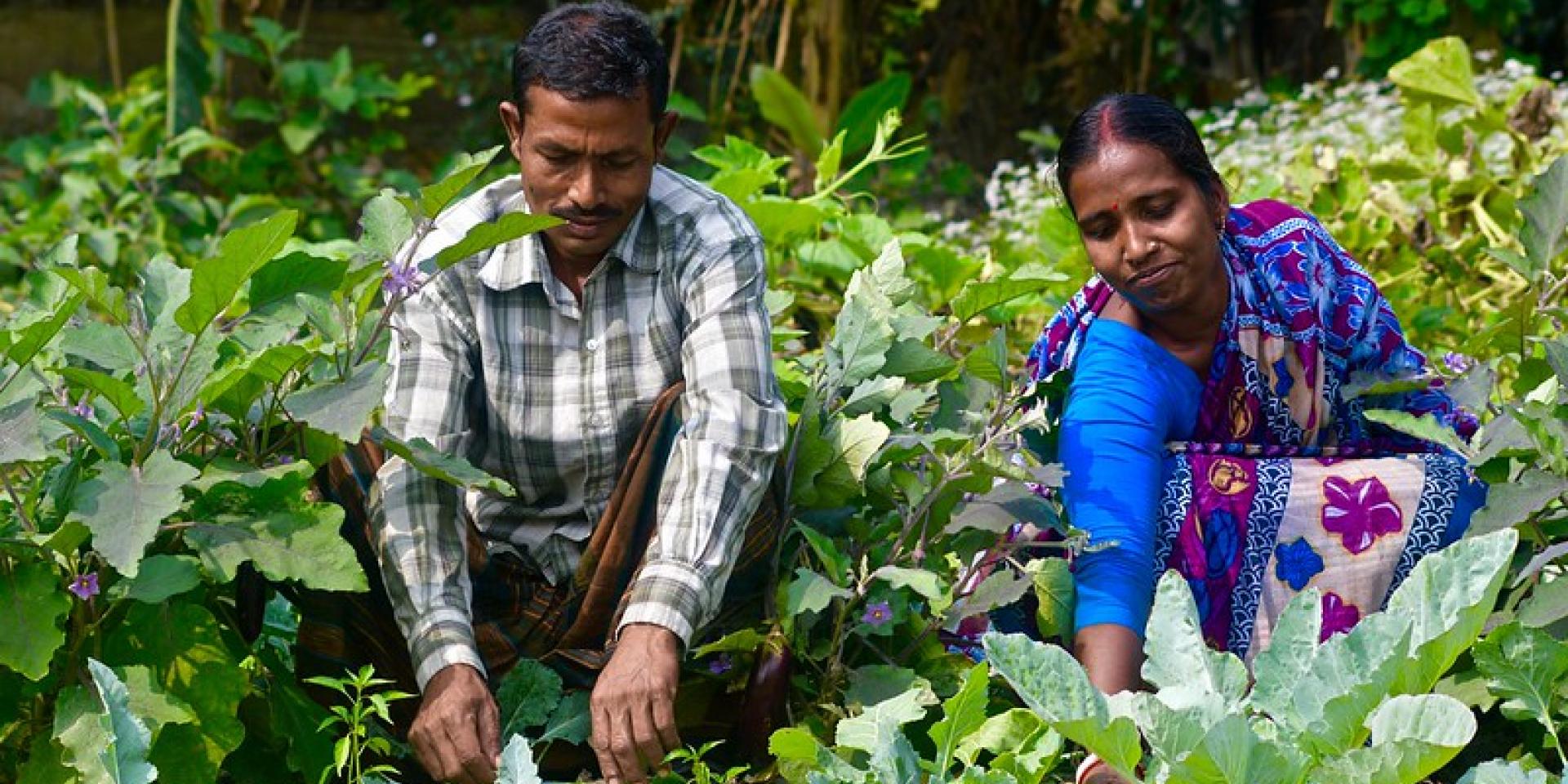 Vegetable gardening, Bangladesh. Mohammad Mahabubur Rahman, 2016.