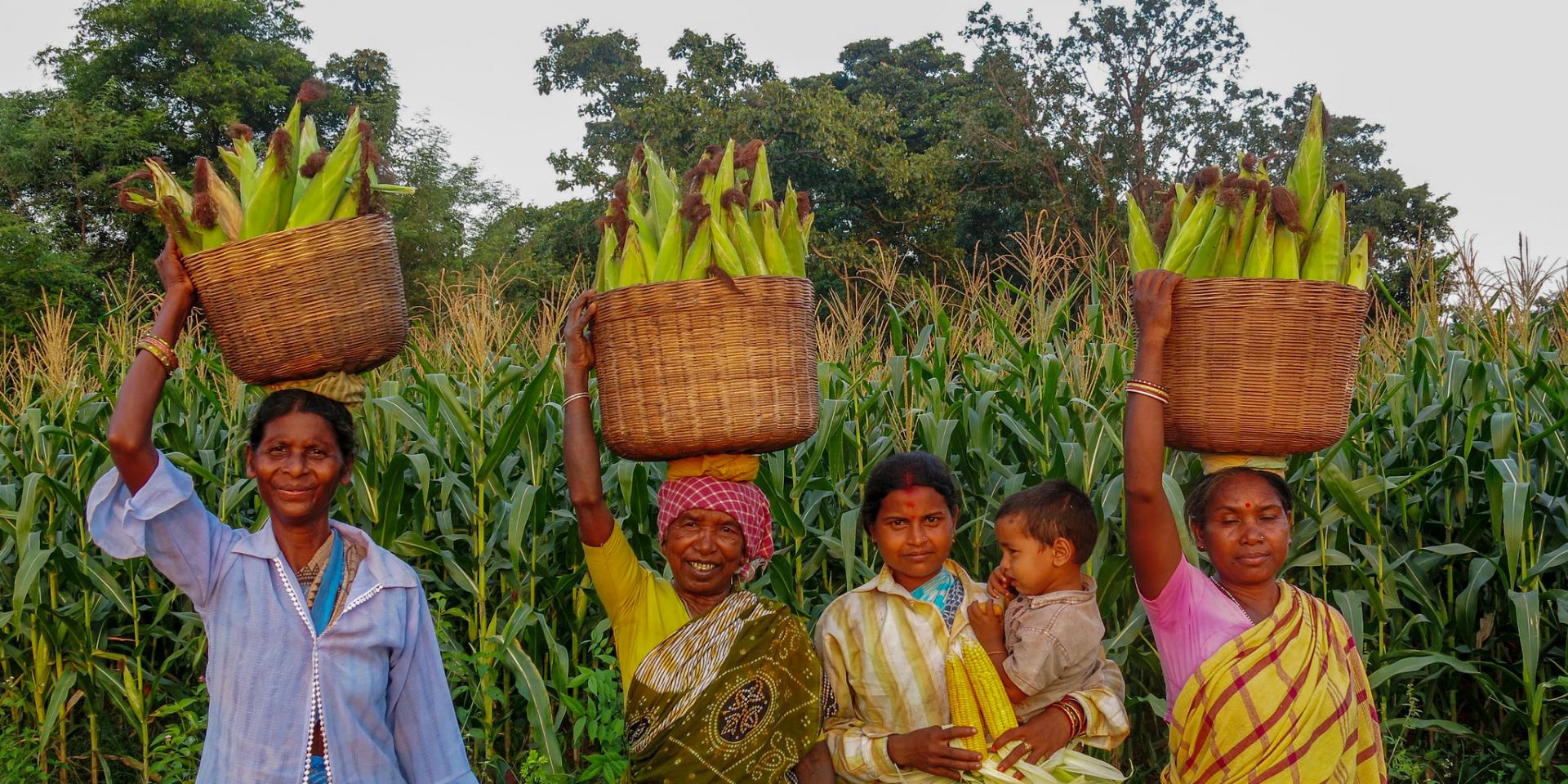 Women group harvest green cobs maize