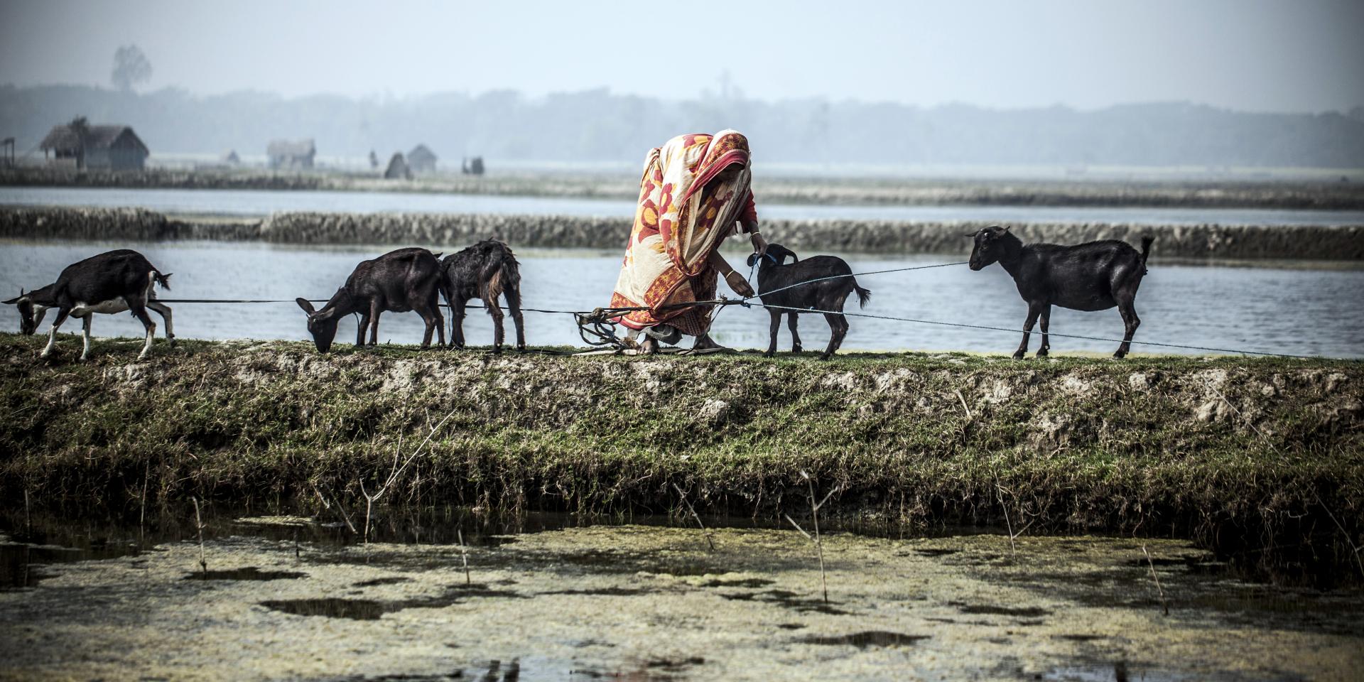 A women bends down to tend her goats next to water