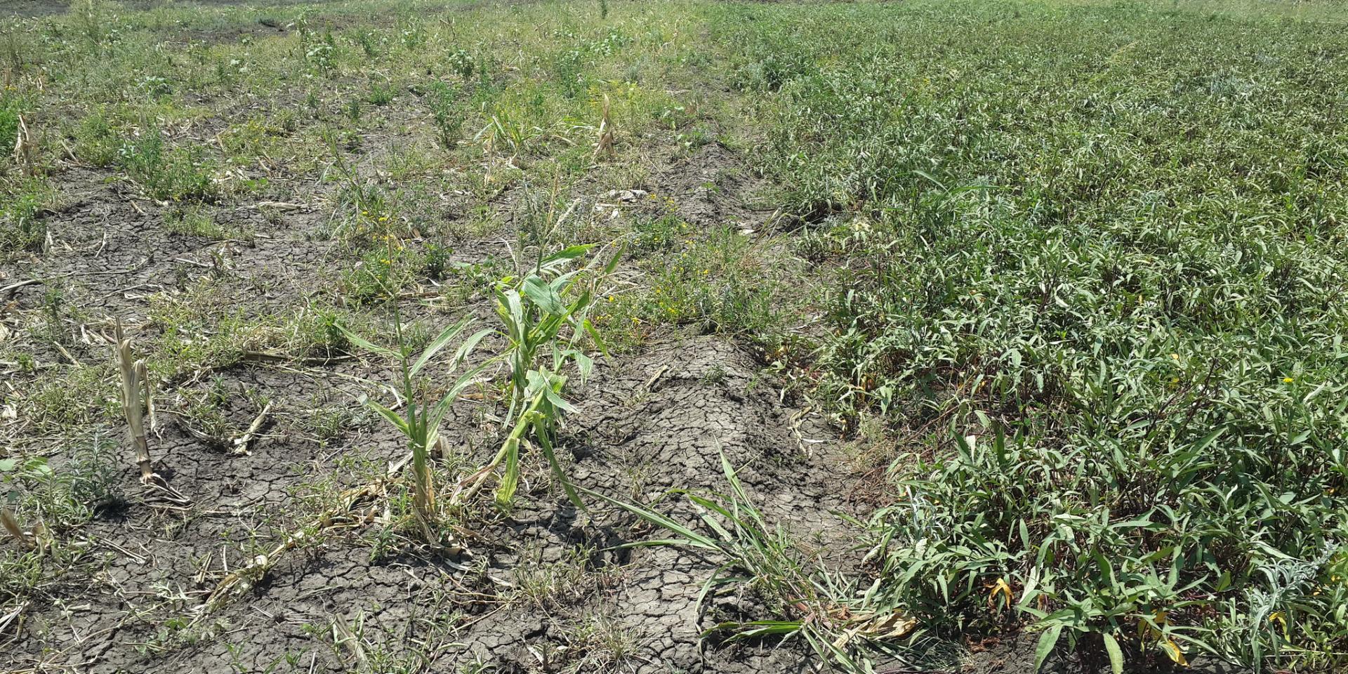 Mozambique drought