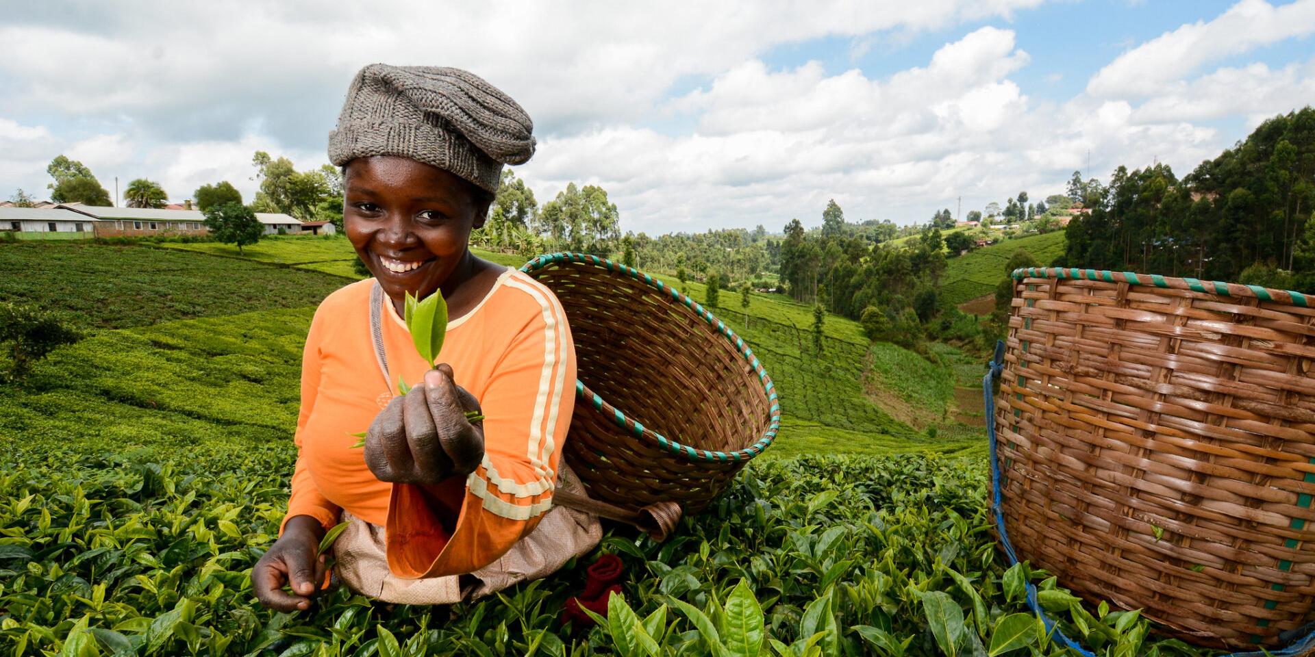 Tea picker Rachel