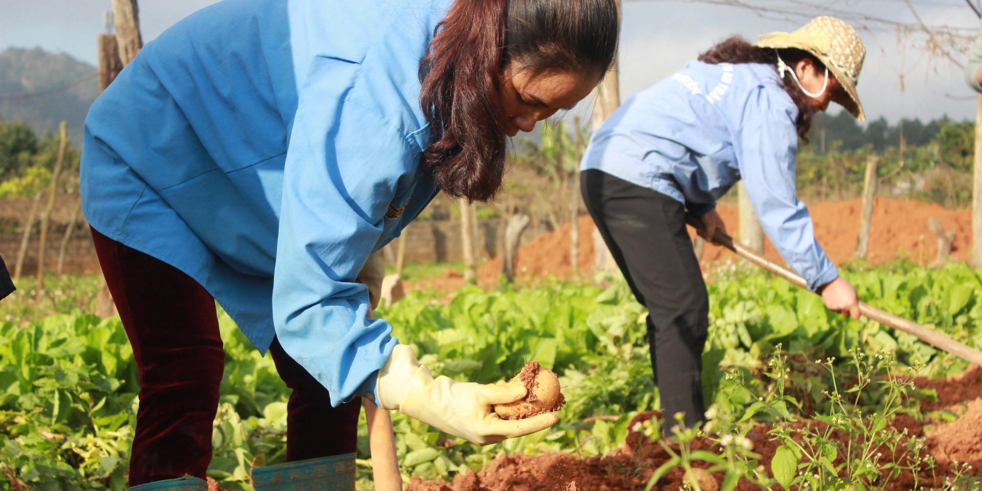 Agricultural farming