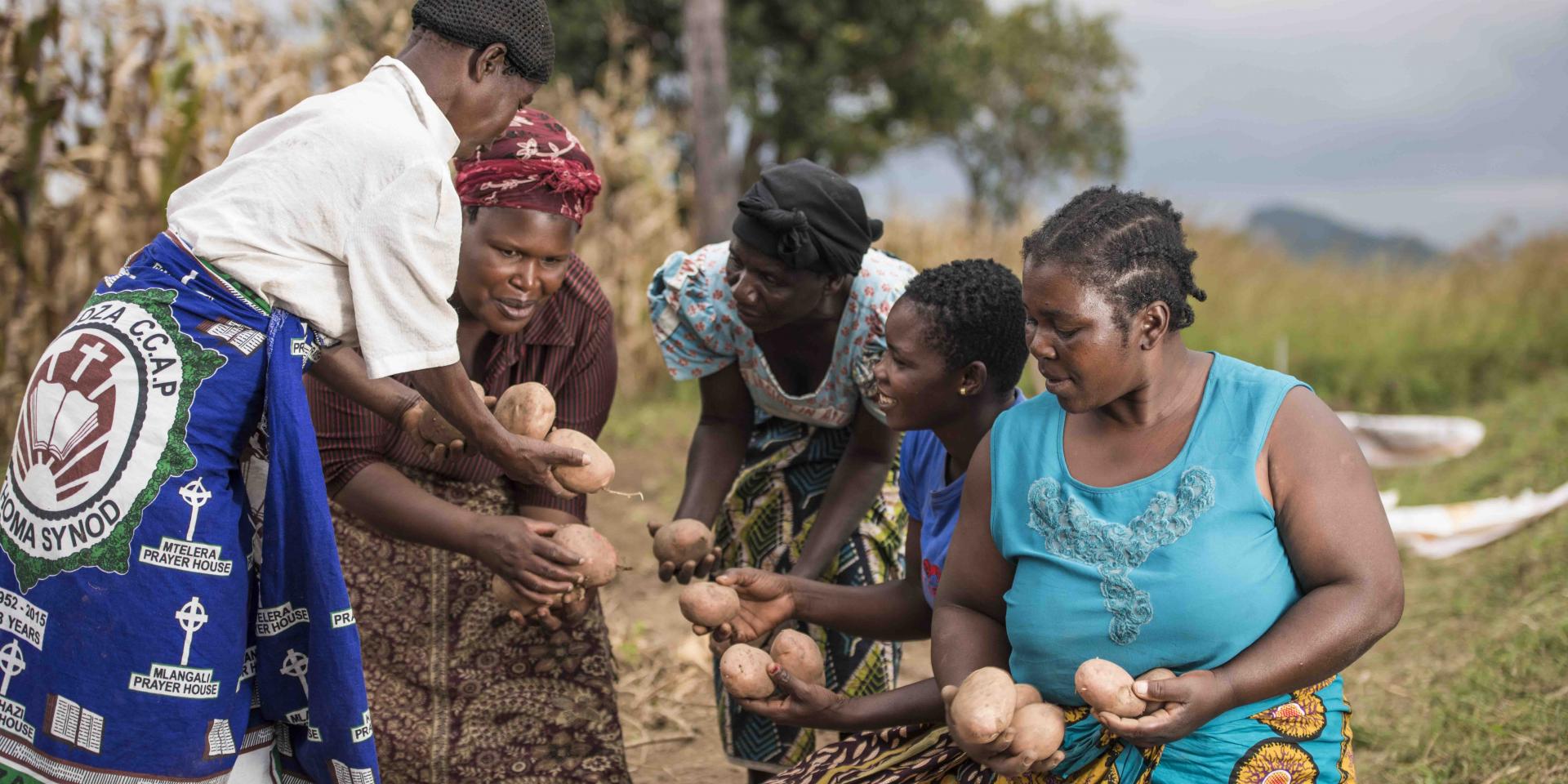 Malawian women harvesting potatoes