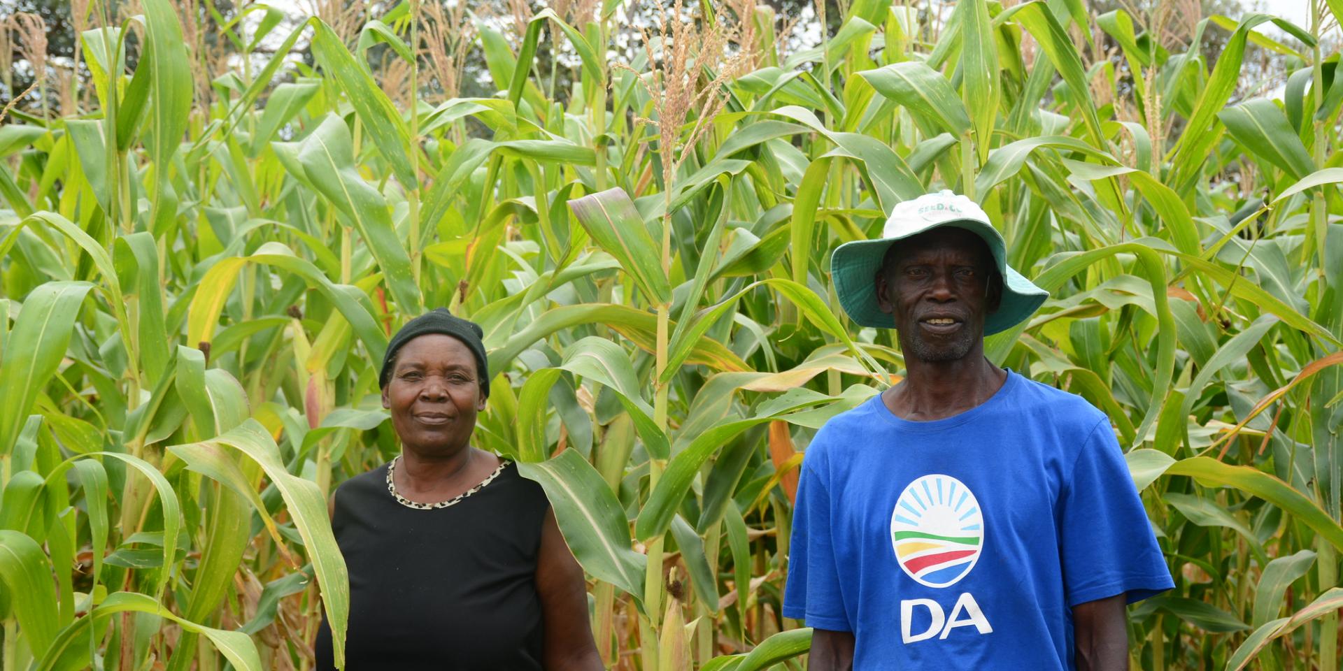 Farmers in their maize plantation 