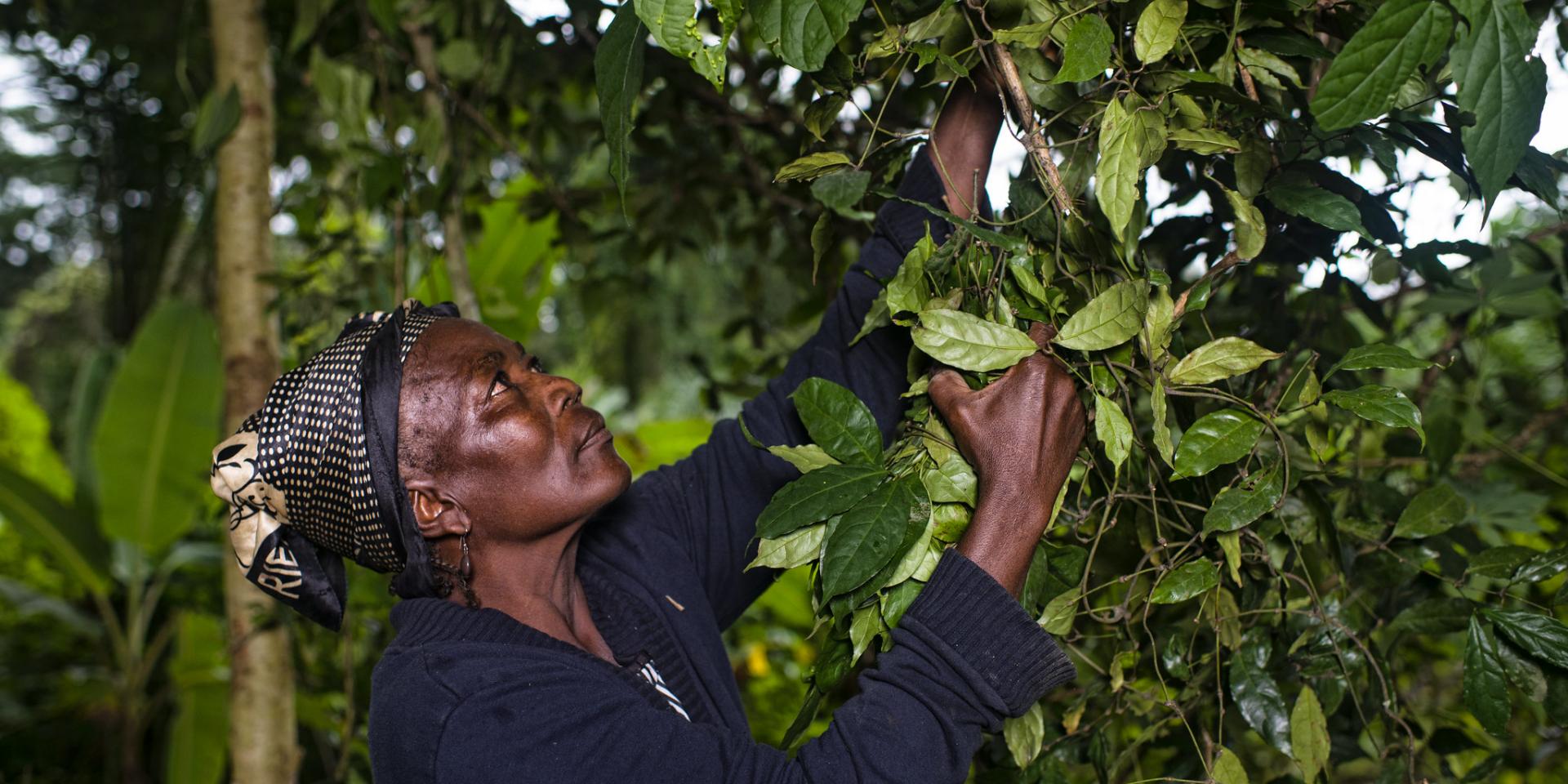 A women harvests all the leaves from Gnetum spp. (okok) in village of Minwoho, Lekié, Center Region, Cameroon. 